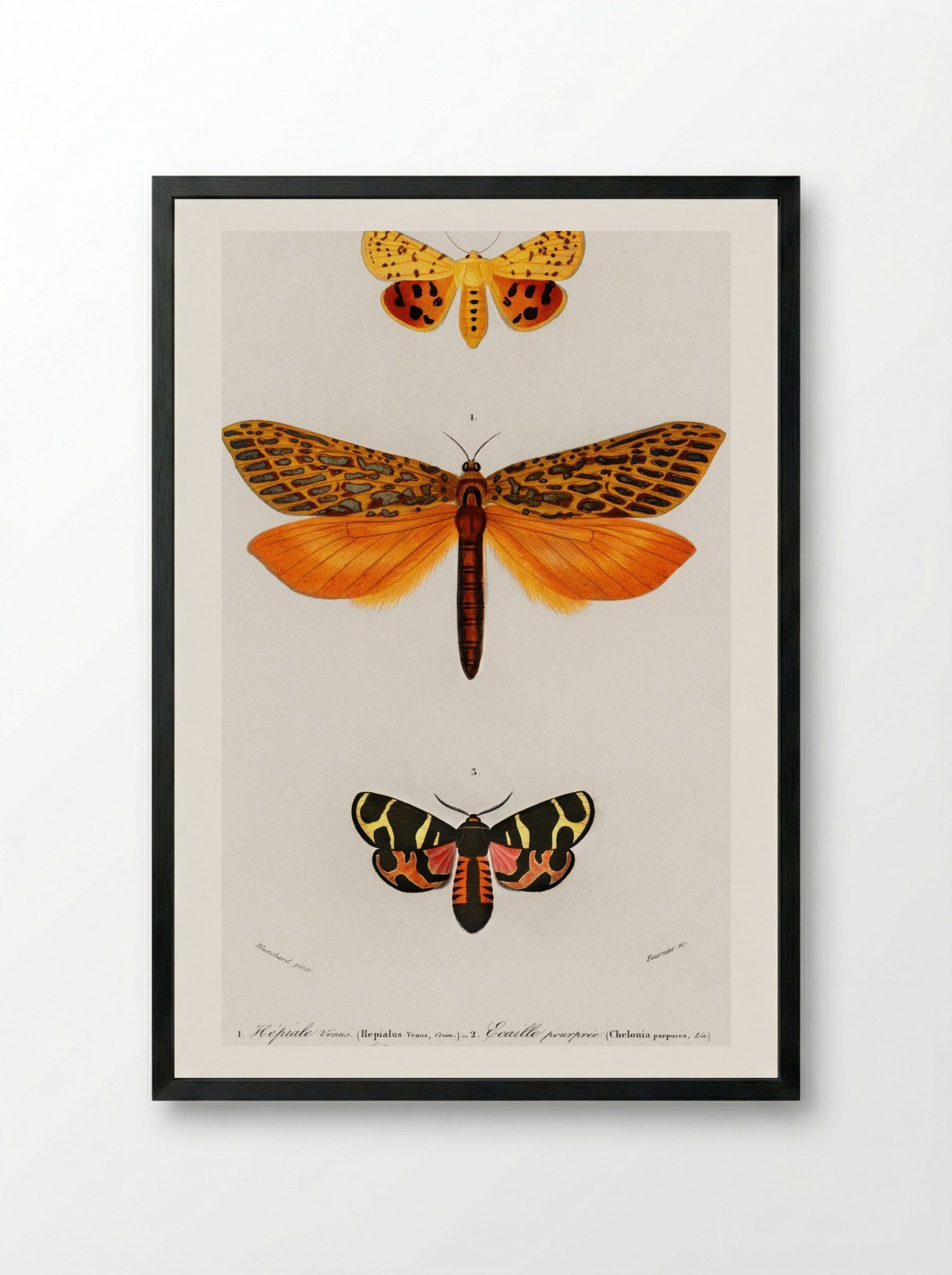 Different Types of Moths - Charles Dessalines D'Orbigny - Framed Print Black