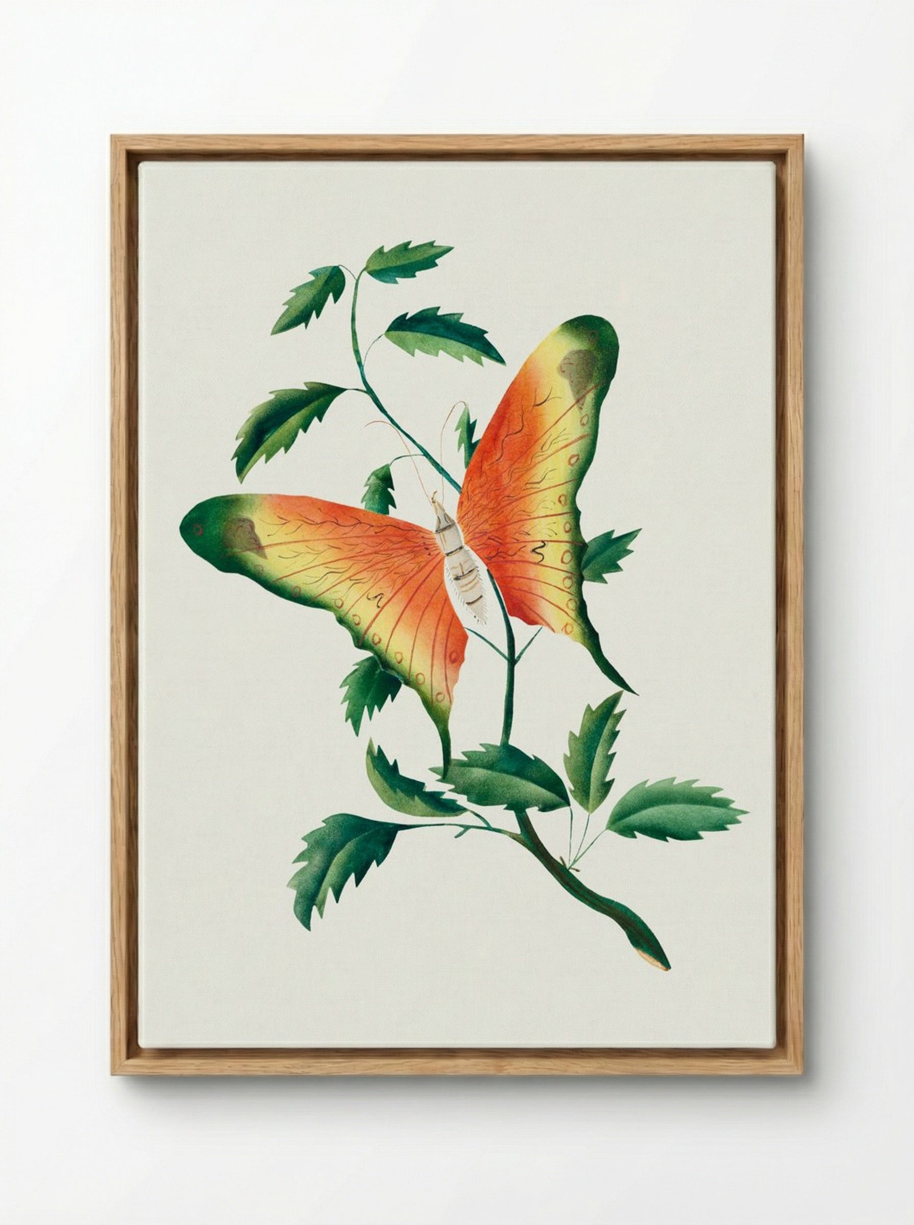 Rose Bush and Butterfly - Mary Altha Nims - Framed Canvas Wood