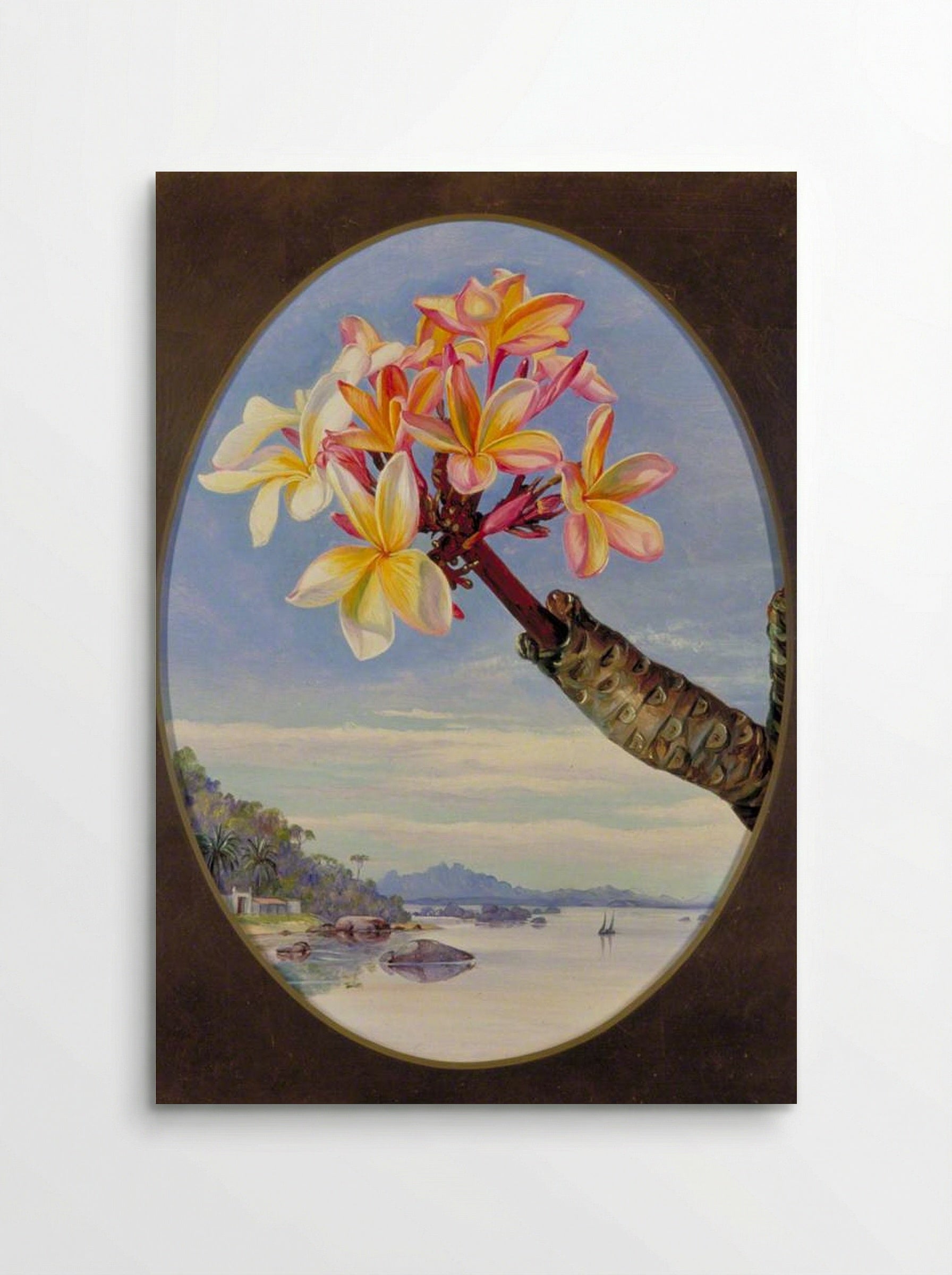 Flowers of Jasmine Mango or Frangipani, Brazil - Marianne North - Poster