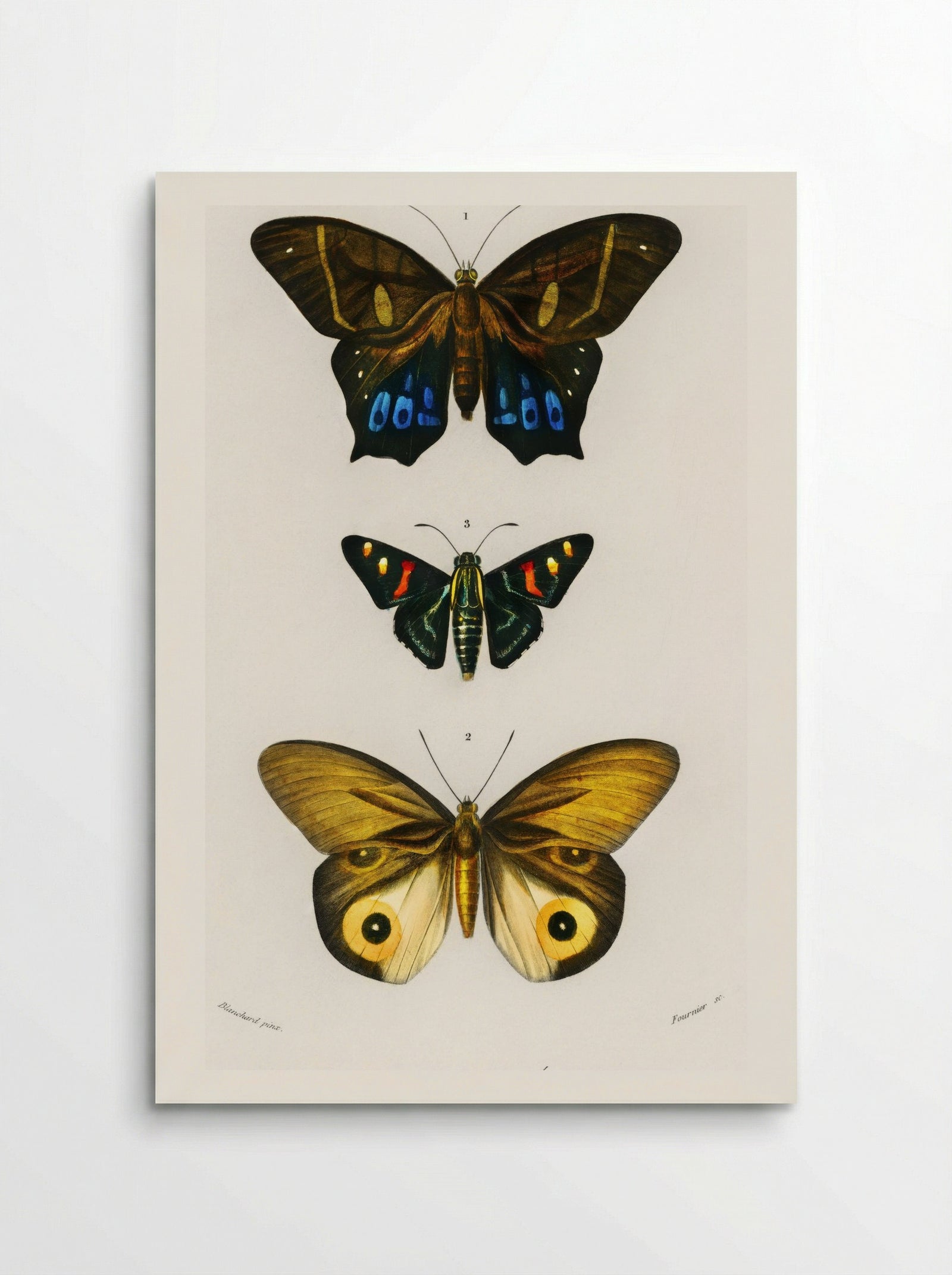 Different Types of Butterfly - Charles Dessalines D'Orbigny