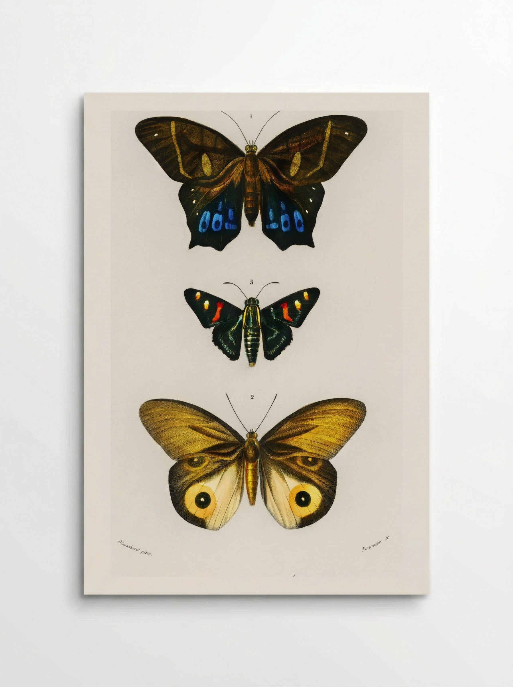 Different Types of Butterfly - Charles Dessalines D'Orbigny - Poster