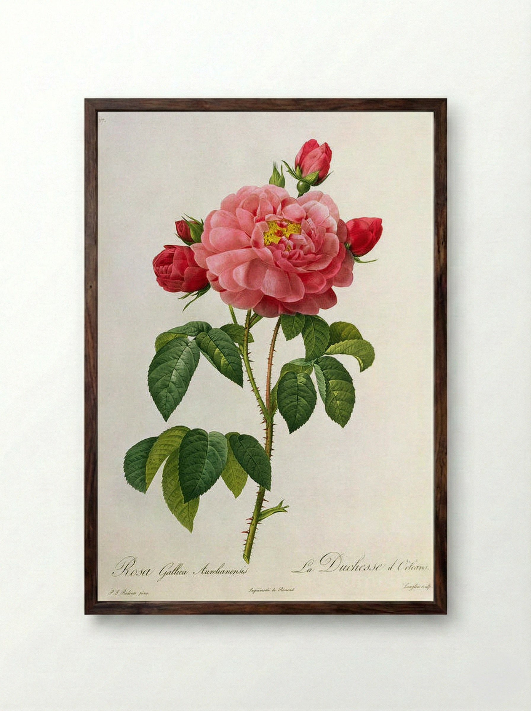 Rosa Gallica Aurelianensis - Pierre-Joseph Redouté - Framed Print Dark Wood