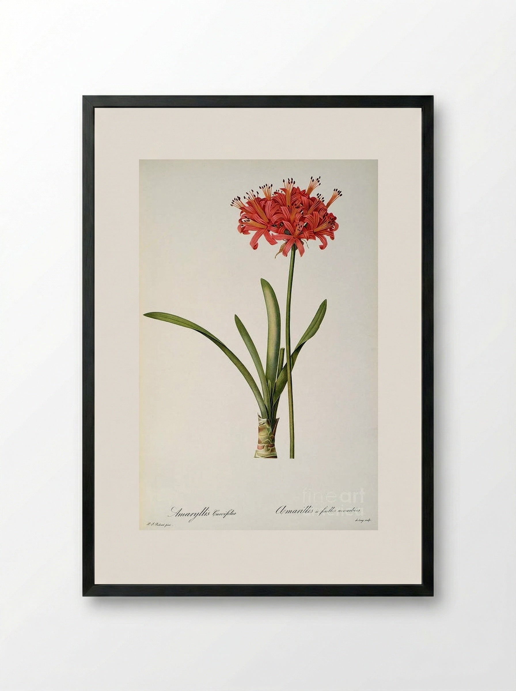 Amaryllis Curvifolia - Pierre-Joseph Redouté - Framed Print Black