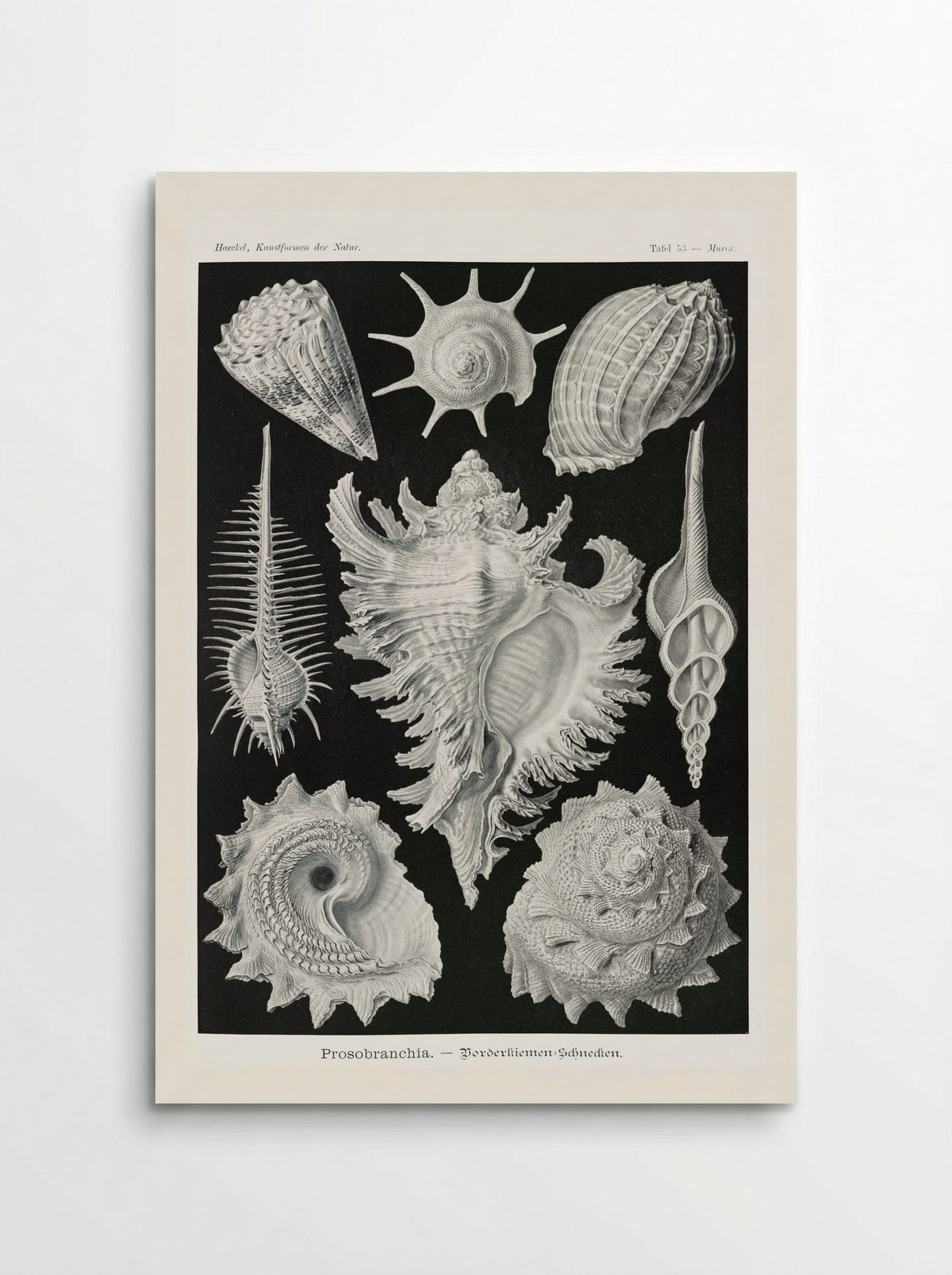 Prosobranchia-Dorderkiemen Schnecken (1904) - Ernst Haeckel - Poster