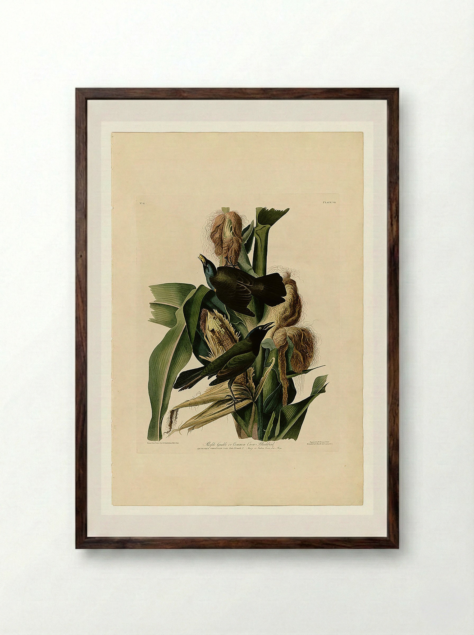 Purple Grackle or Common Crow Blackbird - John James Audubon - Framed Print Dark Wood