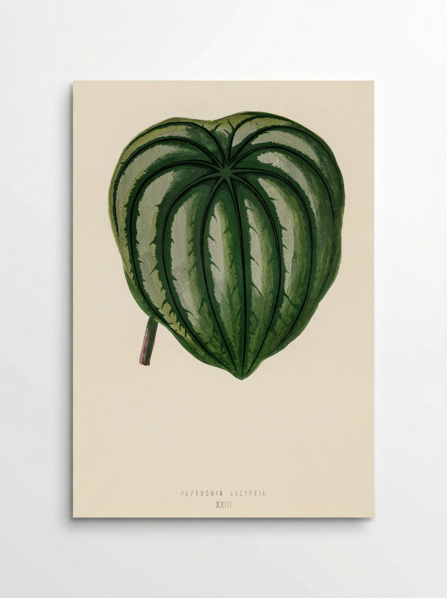 Pepper Elder (Peperomia Aroypeia) - Benjamin Fawcett - Poster