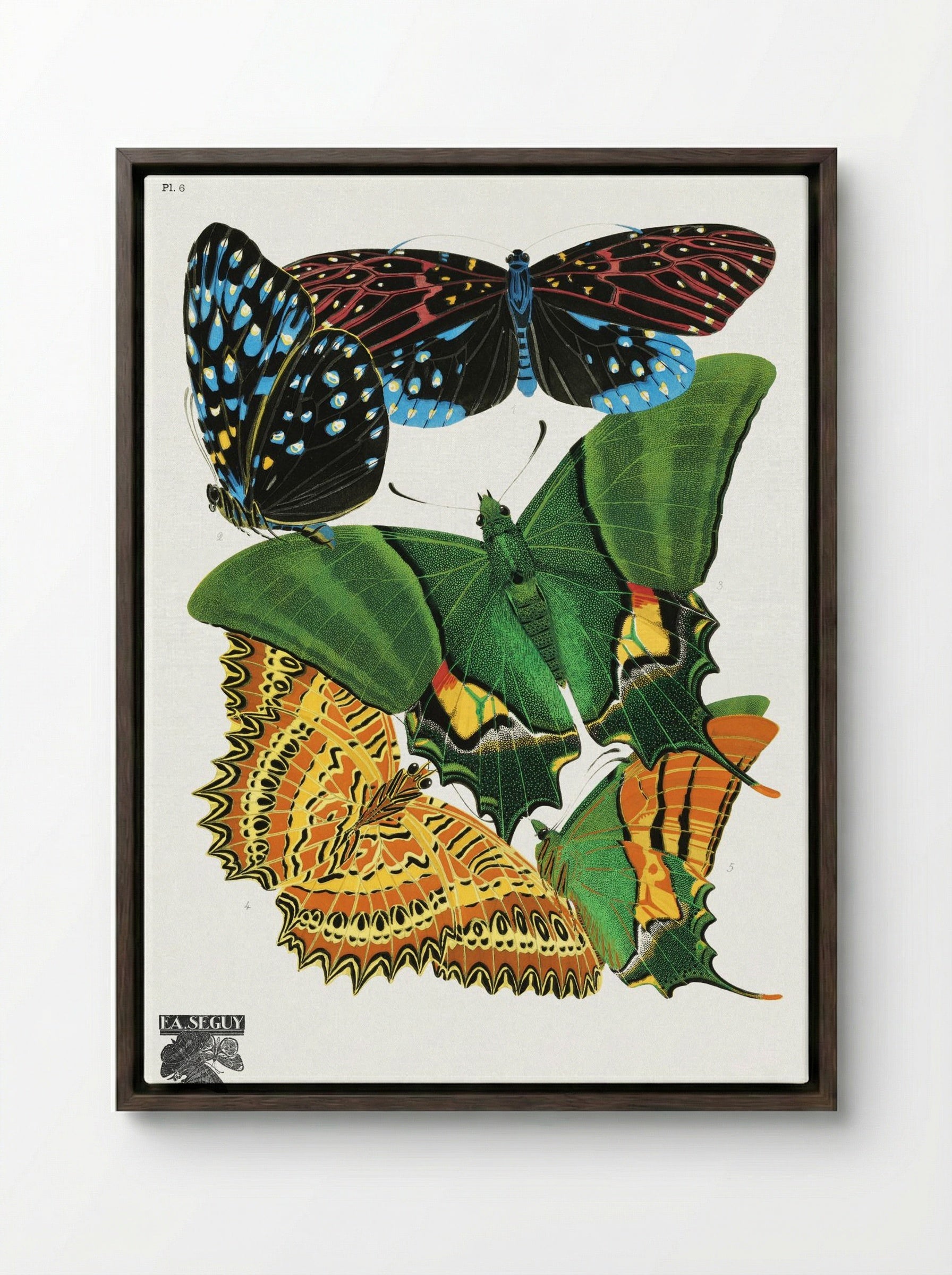Butterflies, Plate 6 - Eugène Alain Séguy - Framed Canvas Dark Wood