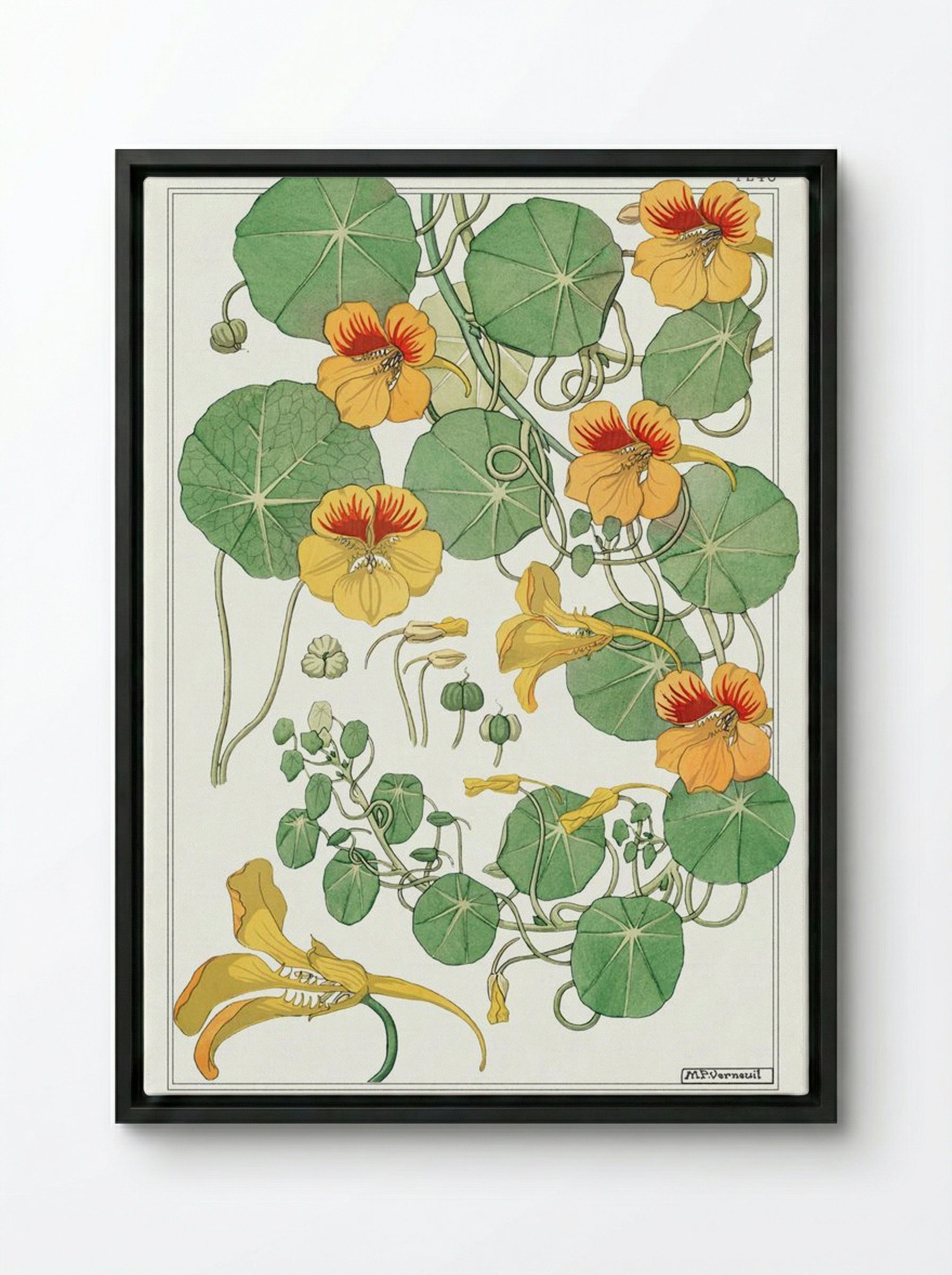 Capucine (Nasturtium) - Maurice Pillard Verneuil - Framed Canvas Black
