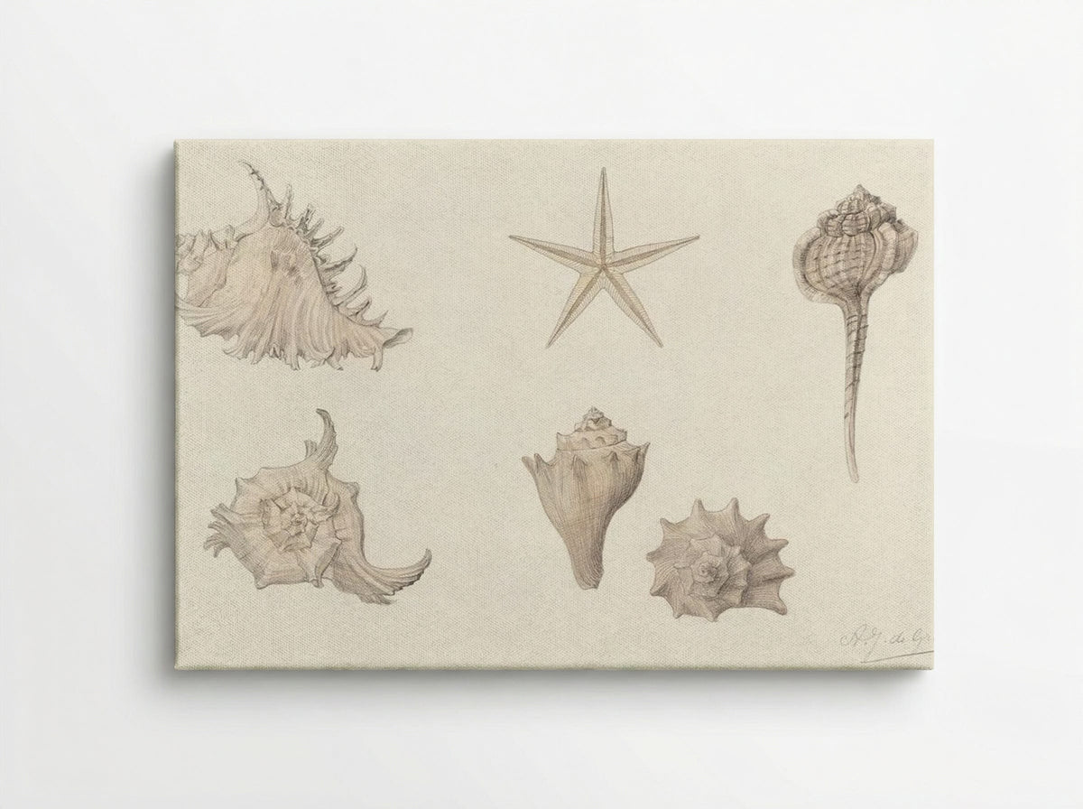 Shells - Julie de Graag - Canvas