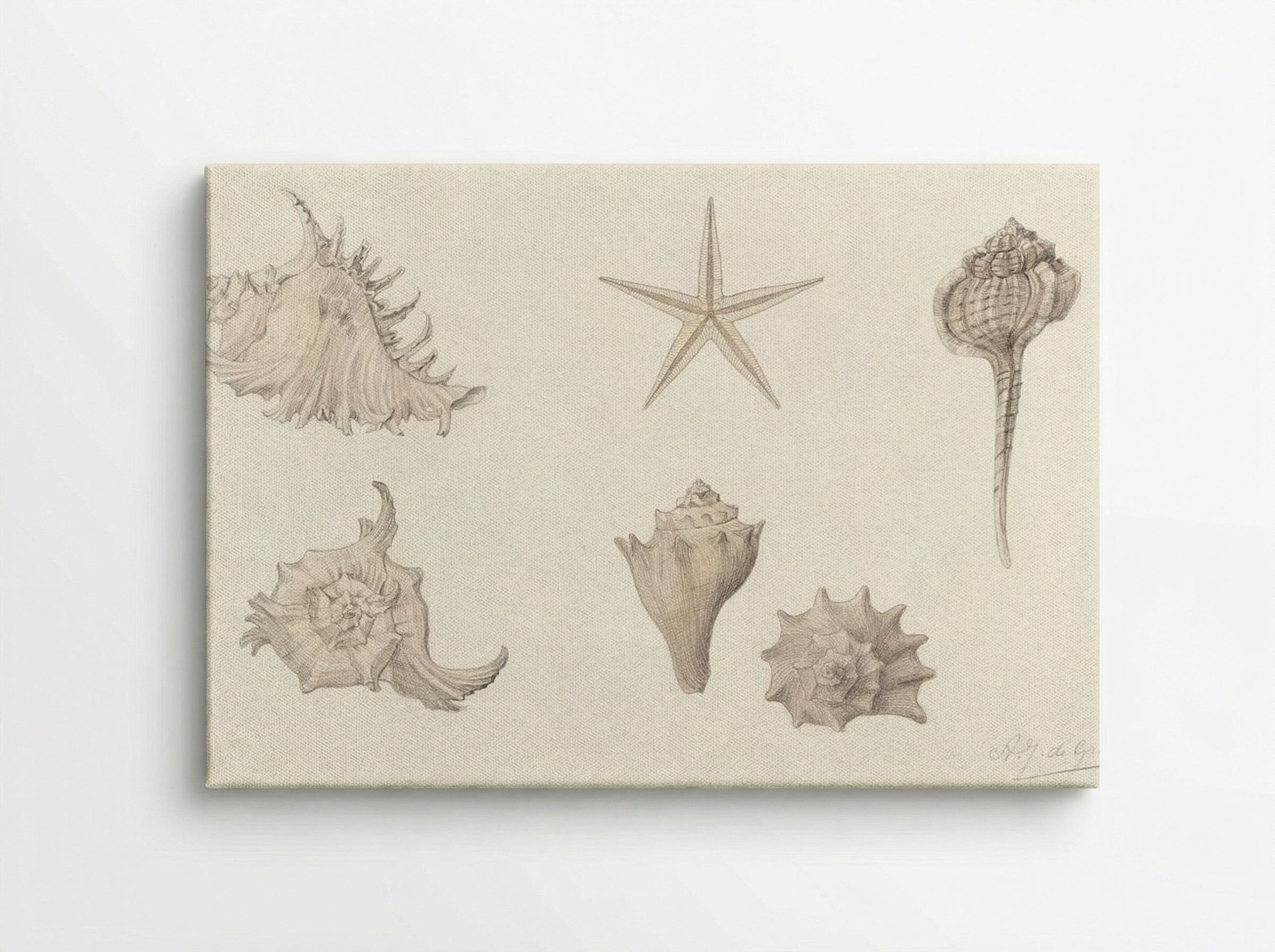 Shells - Julie de Graag - Canvas