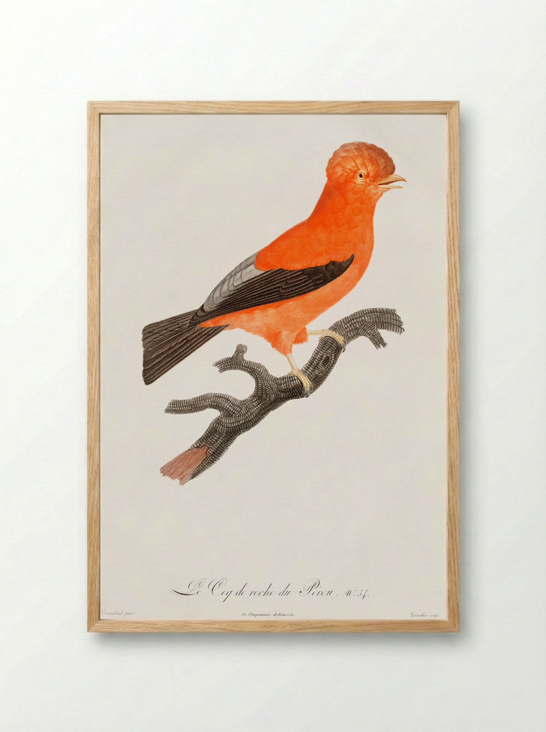 Andean Cock-of-the-Rock - Jacques Barraband - Framed Print Wood