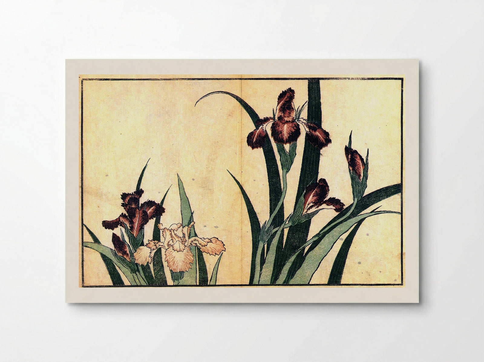 Irises - Fine Art Print