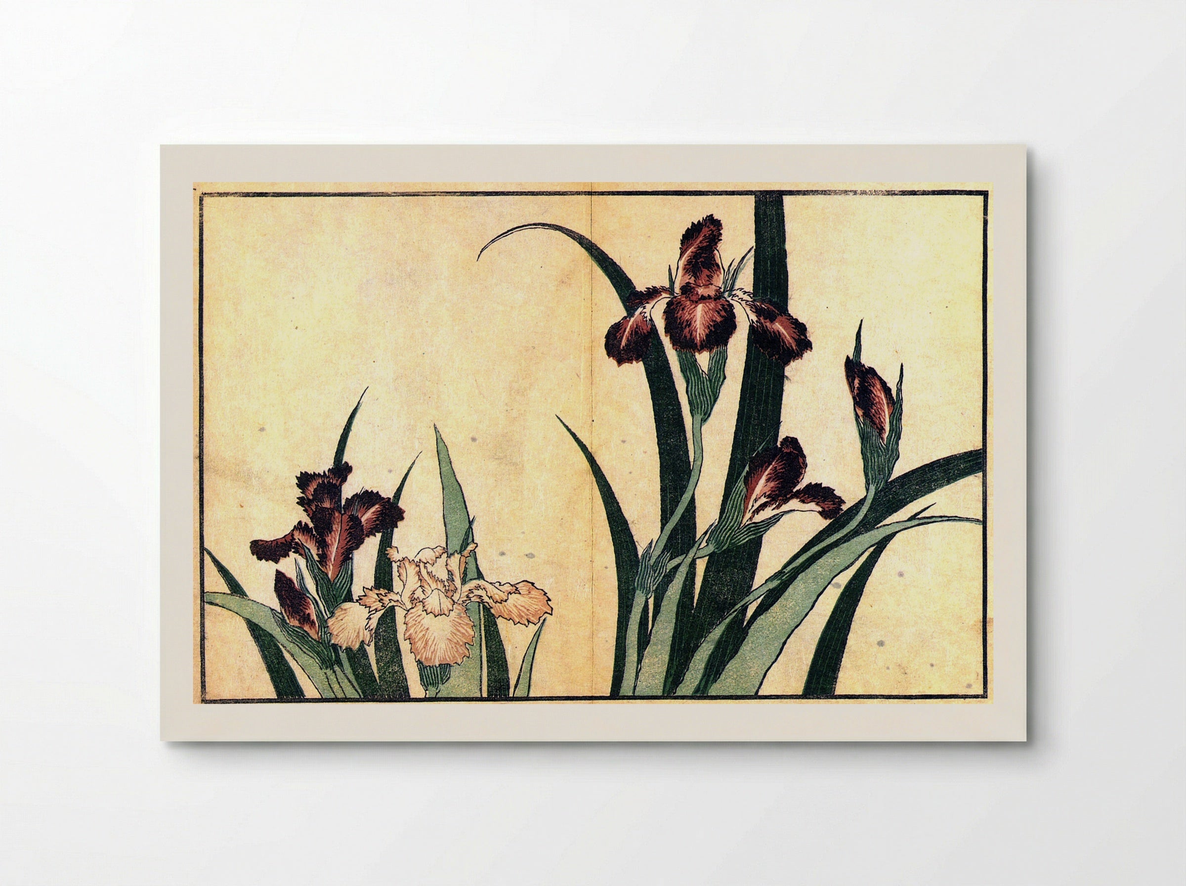 Irises - Fine Art Print - Poster