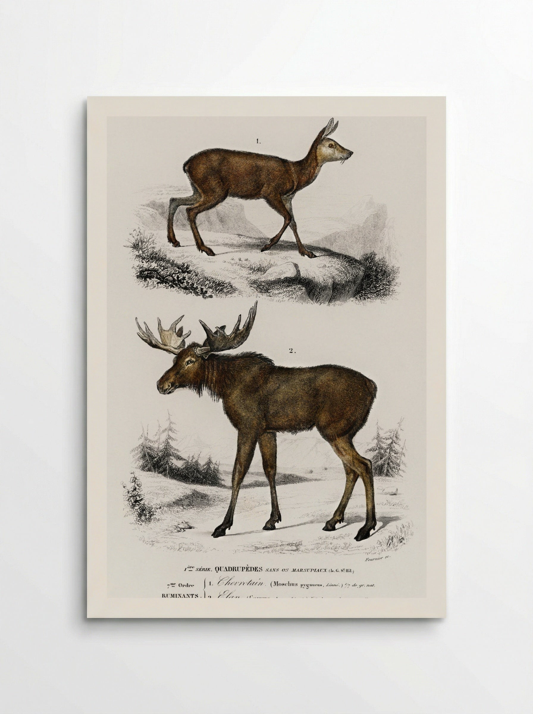 Alces alces and Moschus - Charles Dessalines D'Orbigny - Poster
