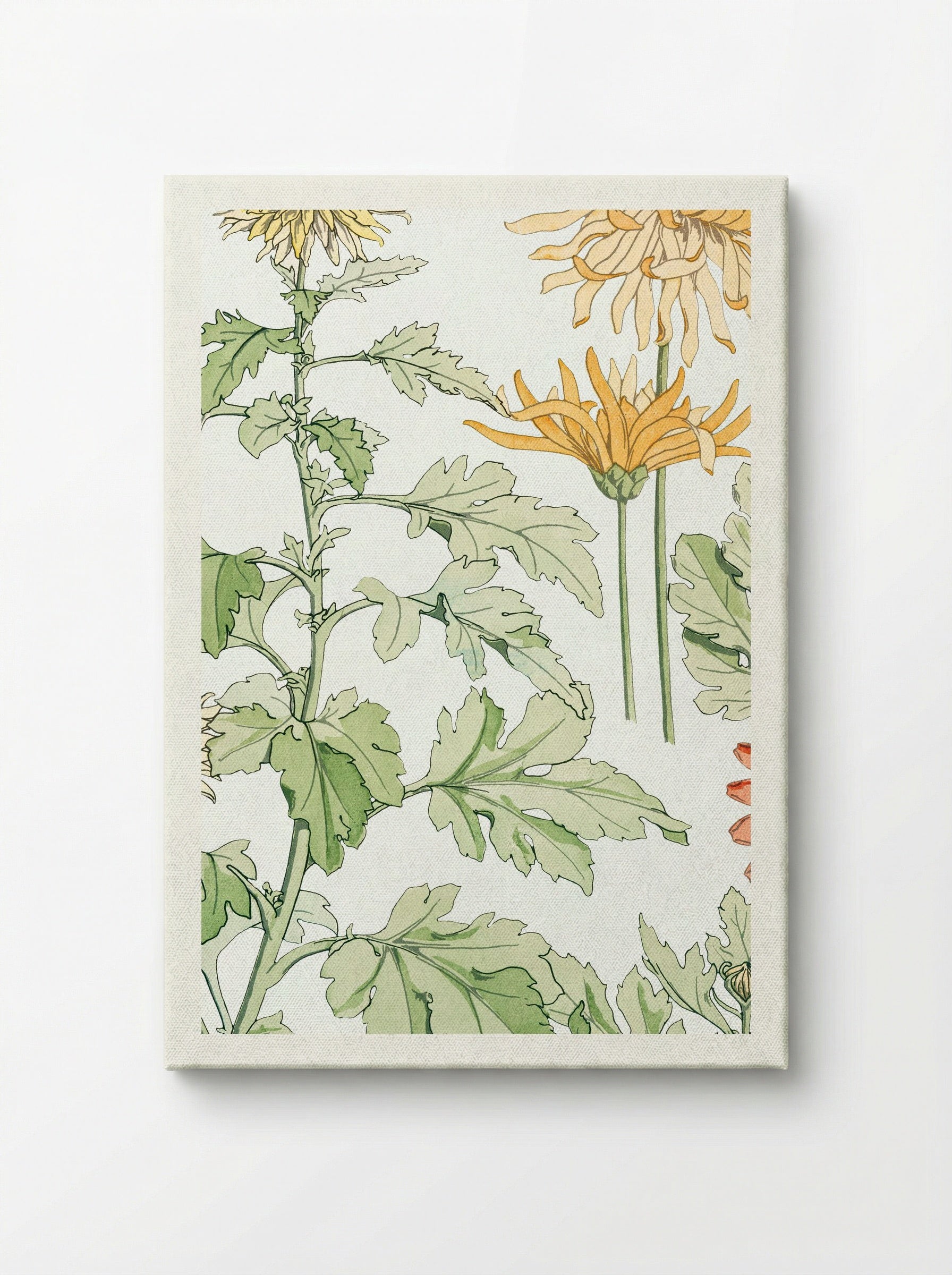Chrysanthème (Chrysanthemum) - Maurice Pillard Verneuil - Canvas