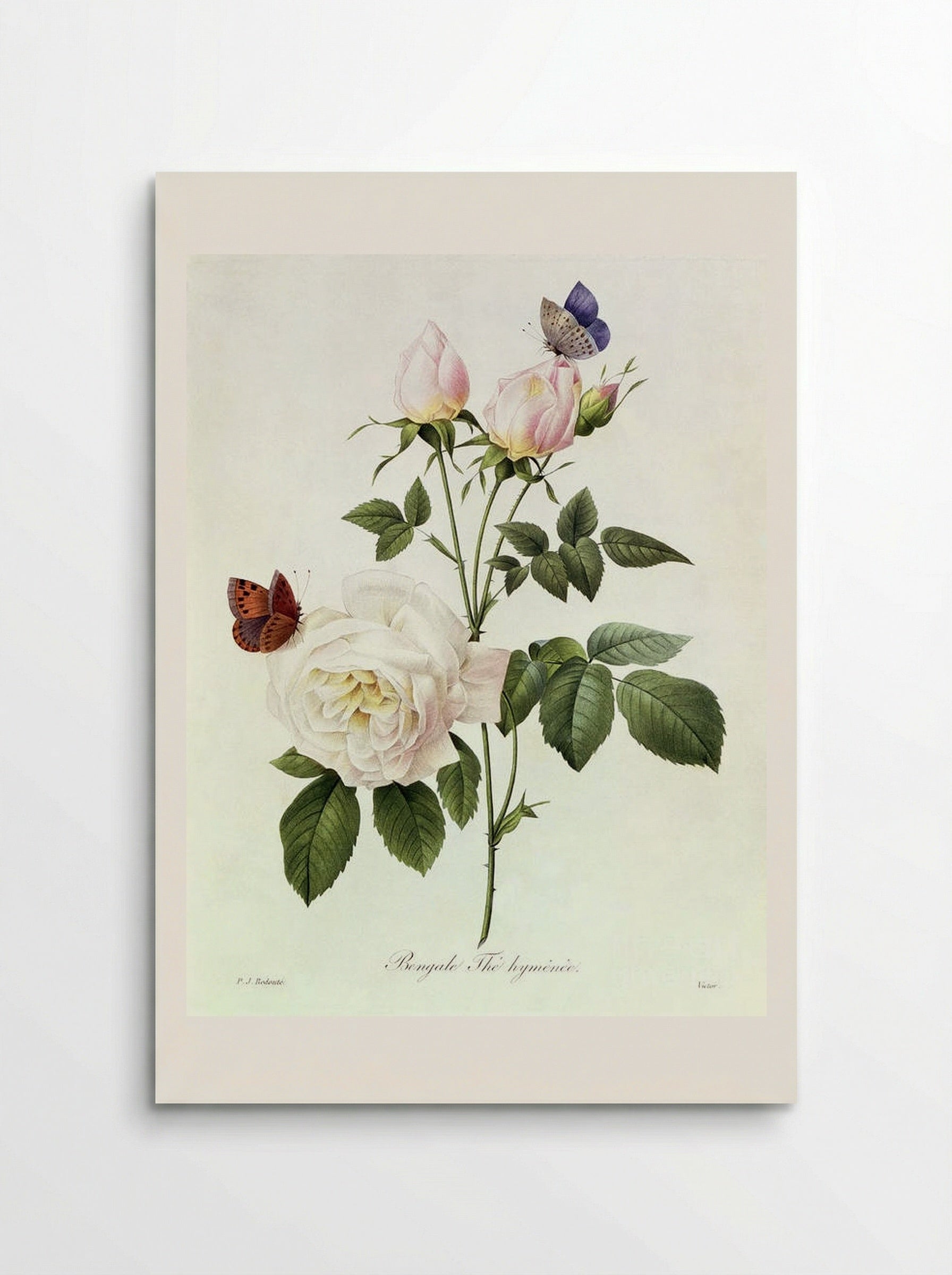 Rosa Bengale The Hymenes - Pierre-Joseph Redouté - Poster