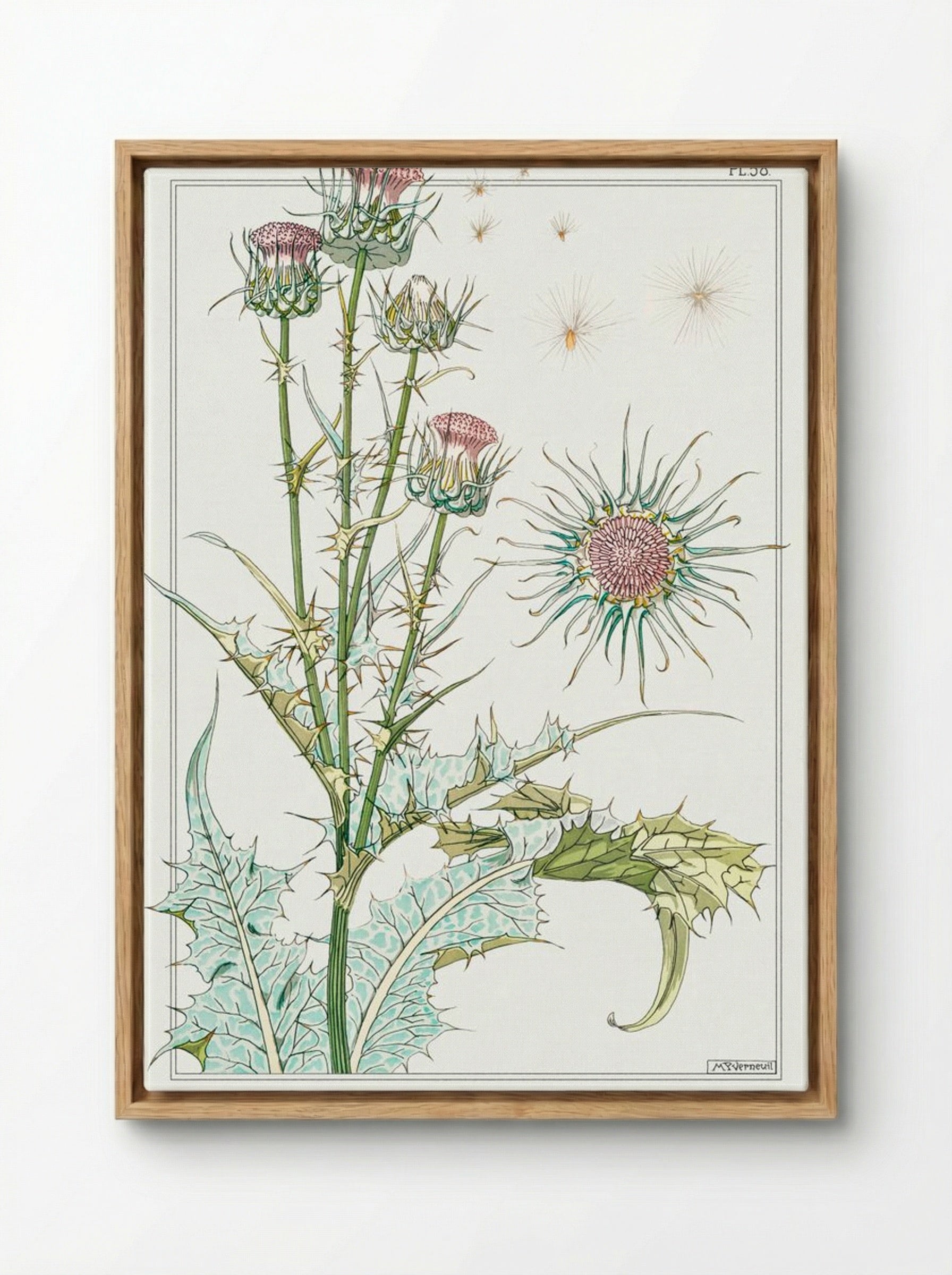 Chardon (Thistle) from La Plante et ses Applications ornementales - Maurice Pillard Verneuil - Framed Canvas Wood