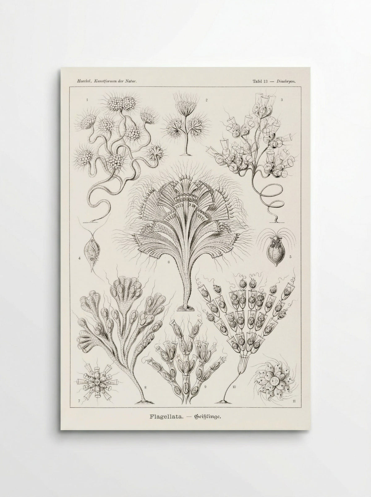 Flagellata-Geiklinge (1904) - Ernst Haeckel - Poster