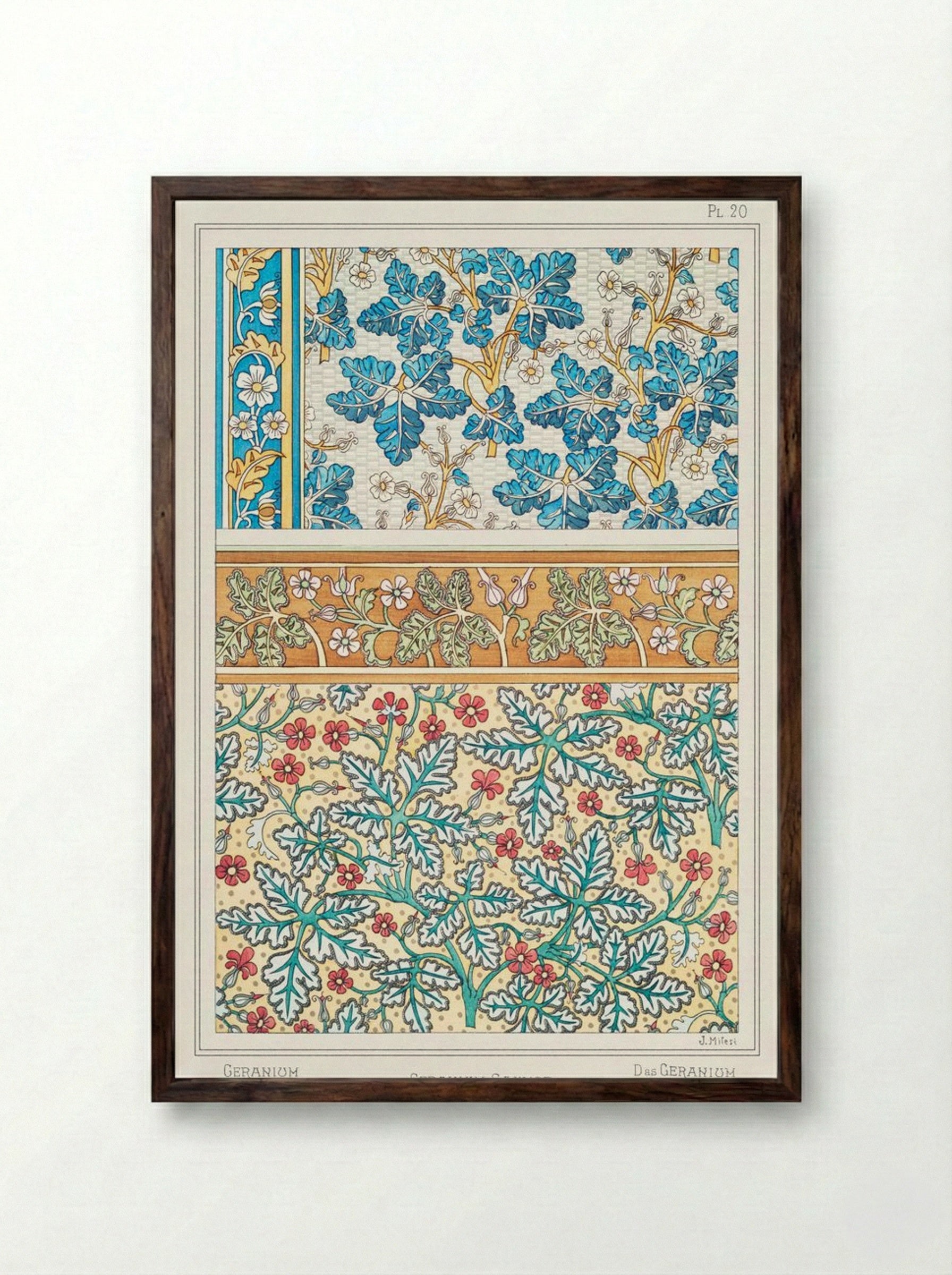 Geranium sauvage (Geranium, Plate 20) - Maurice Pillard Verneuil - Framed Print Dark Wood