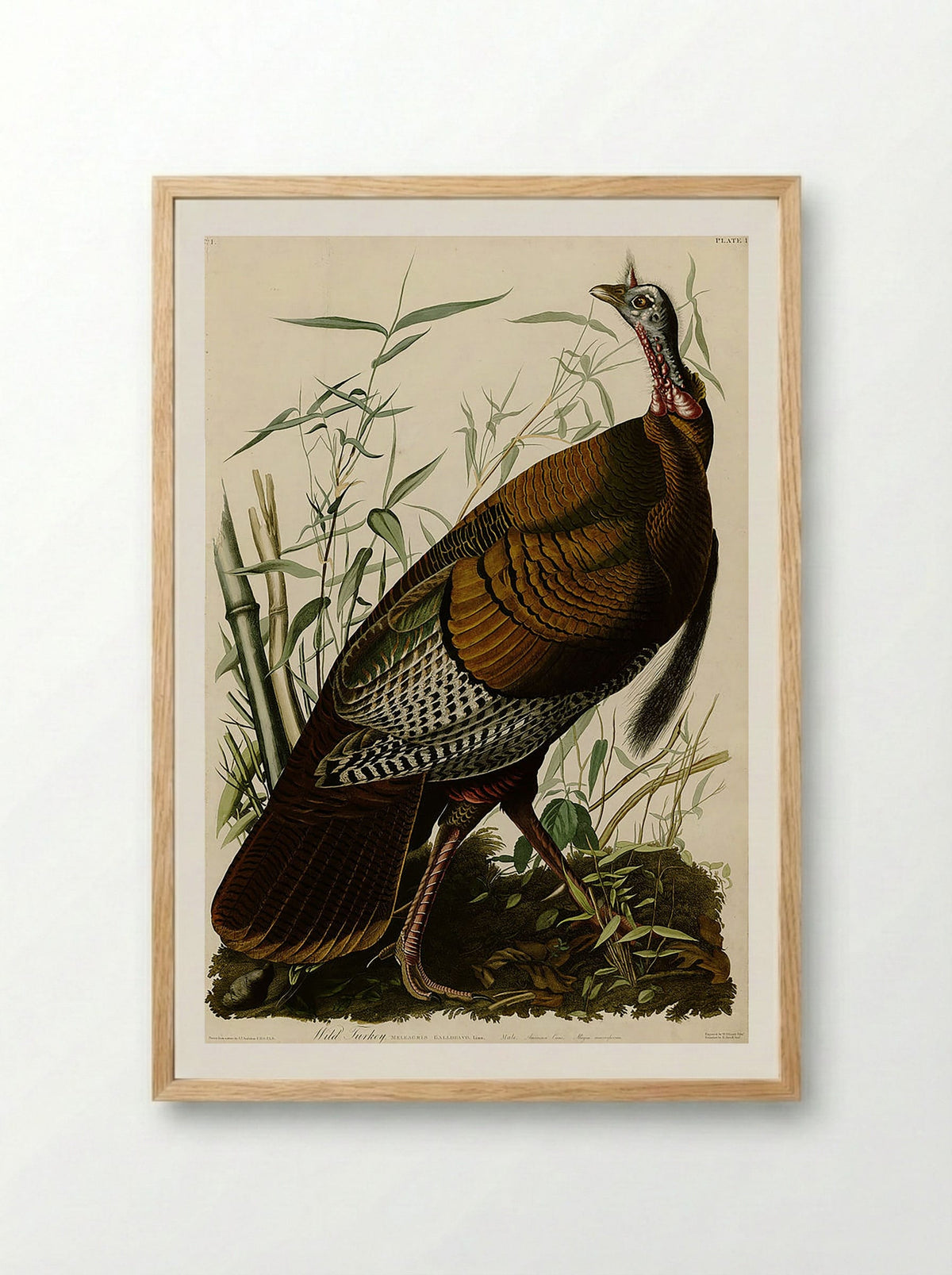 Plate 1. Wild Turkey - John James Audubon - Framed Print Wood