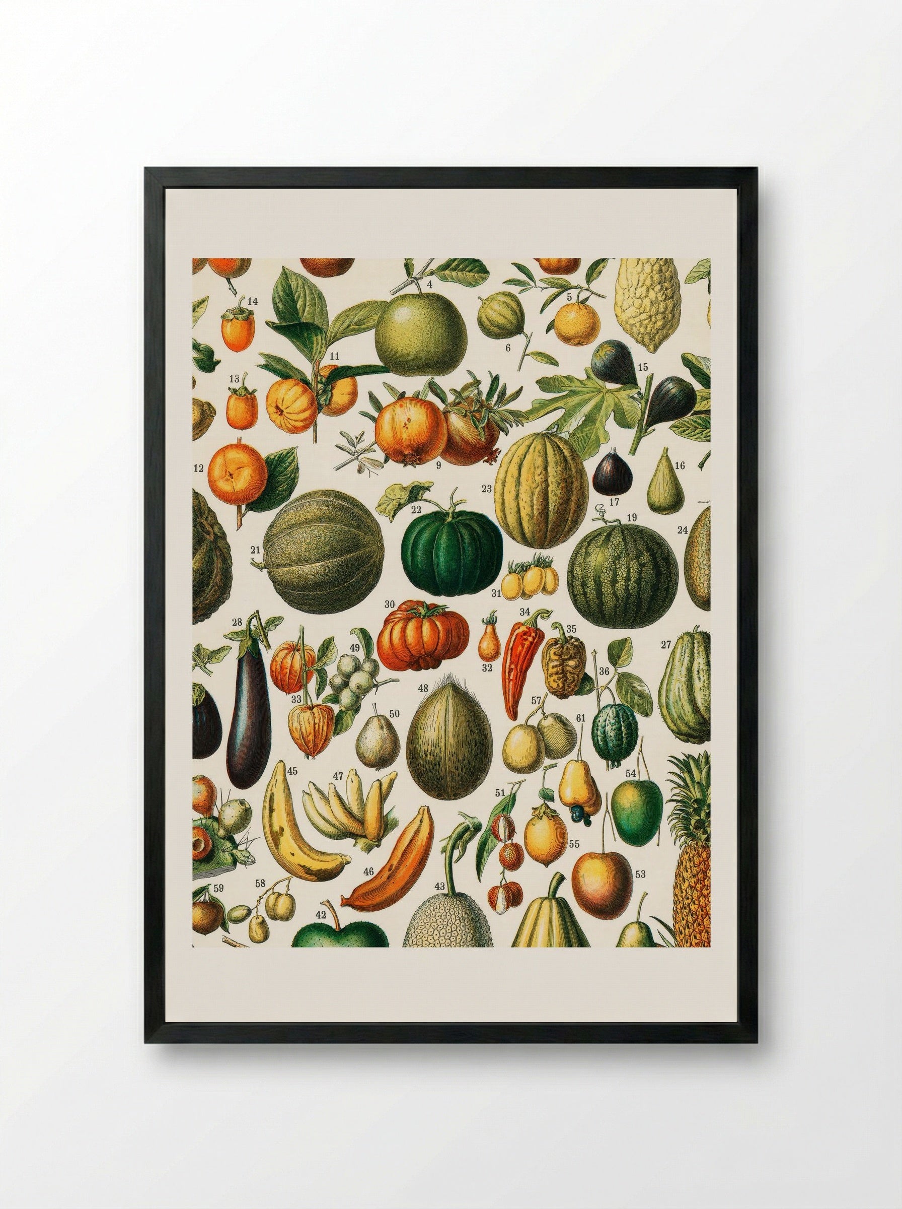 Fruits (from Nouveau Larousse Illustré) - Adolphe Millot - Framed Print Black