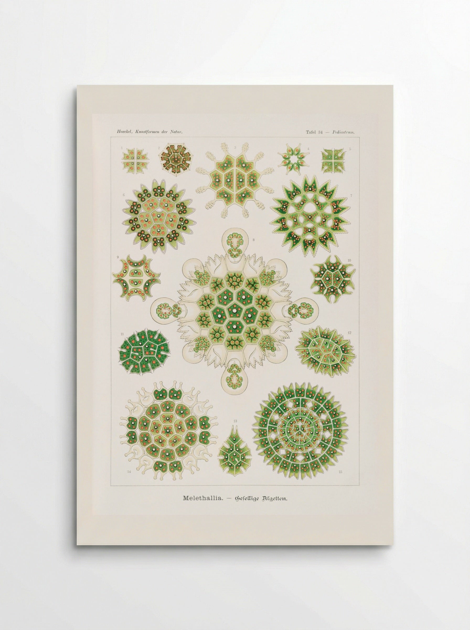 Melethallia-Gesellige Algetten (1904) - Ernst Haeckel - Poster
