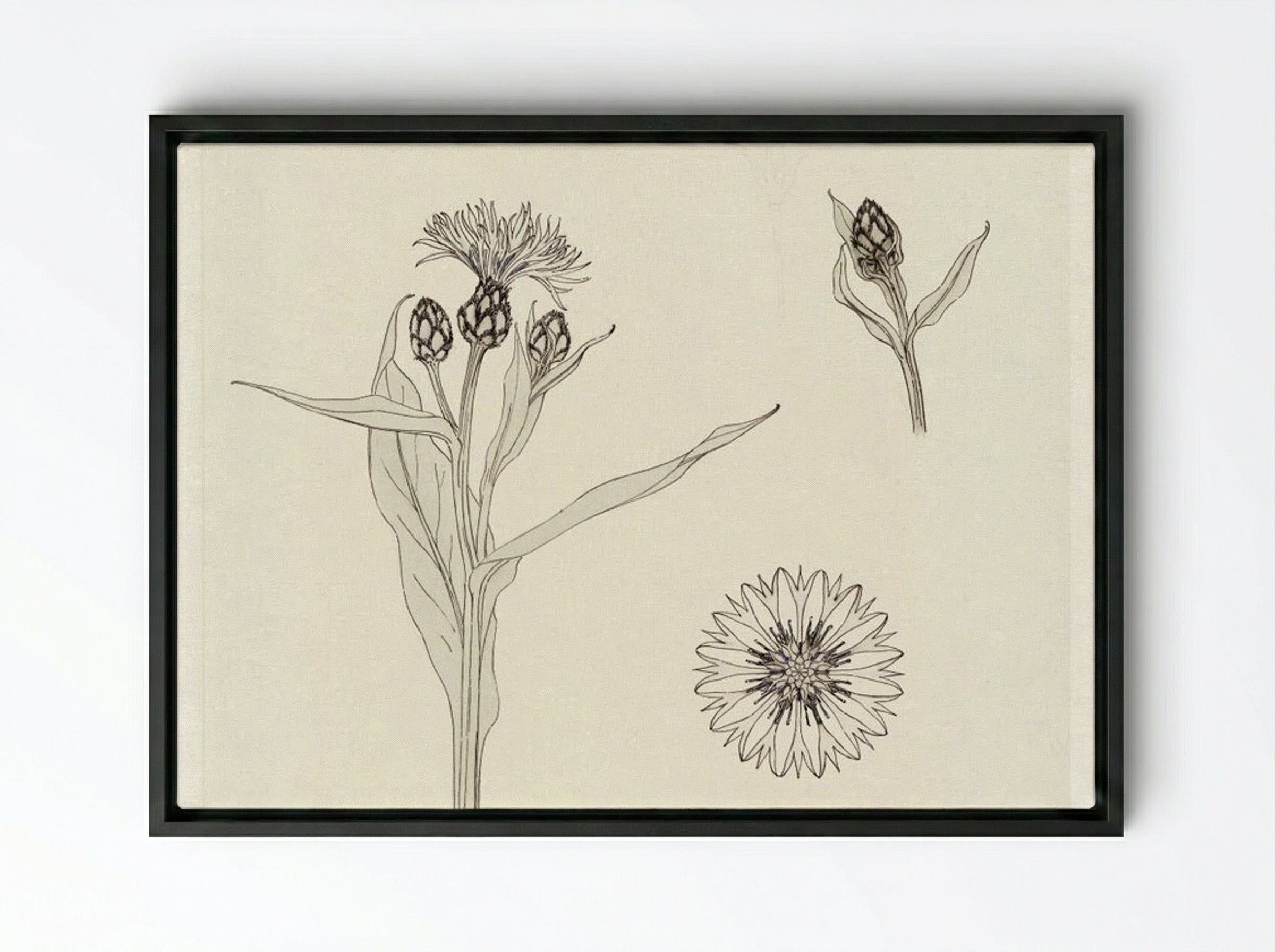 Cornflowers, Colour Sketch - Julie de Graag - Framed Canvas Black