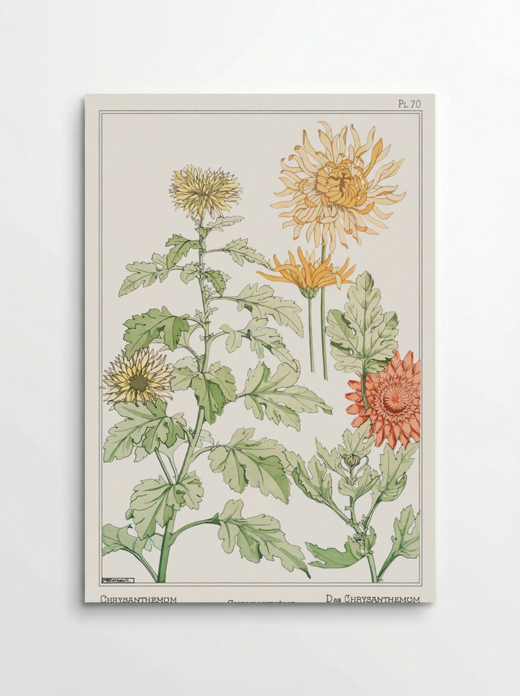 Chrysanthème (Chrysanthemum) - Maurice Pillard Verneuil - Poster