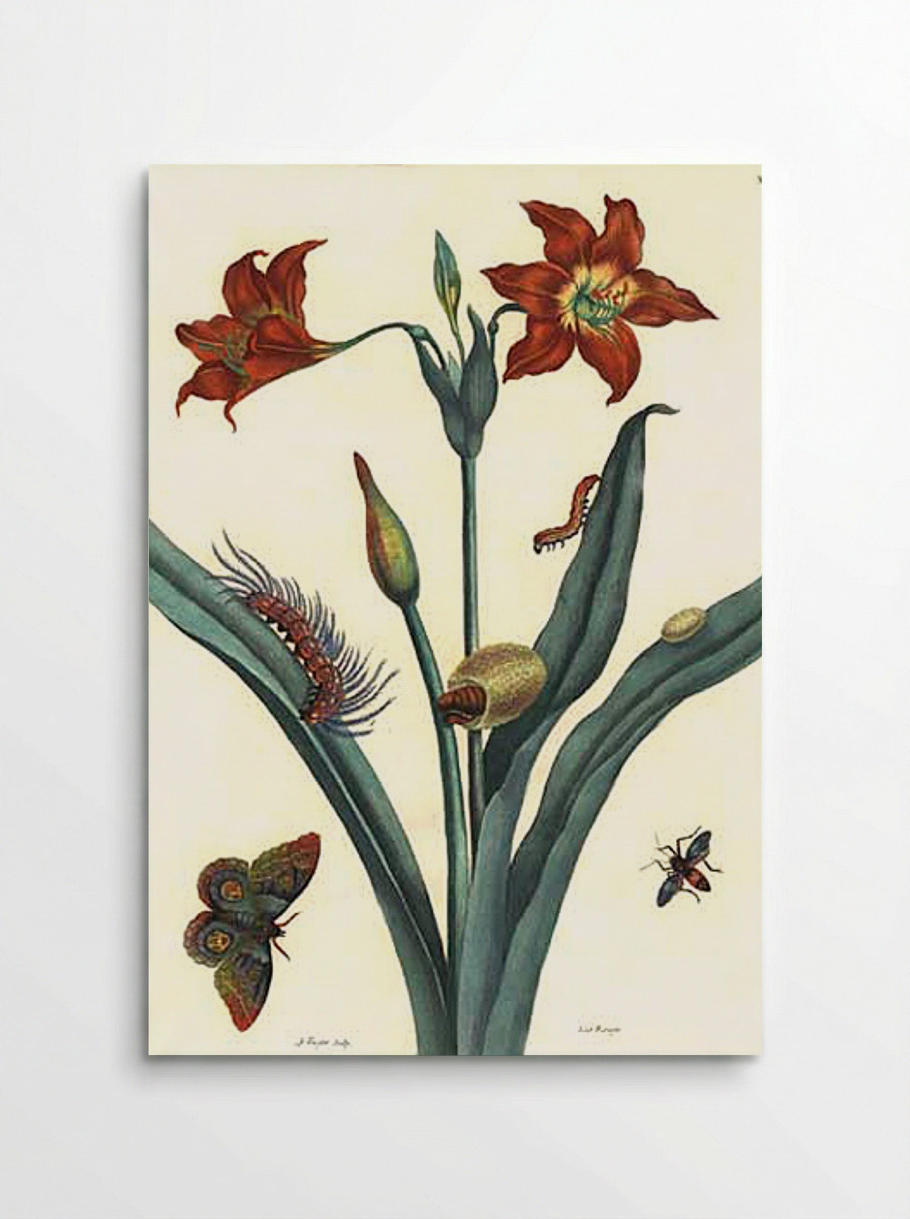 Rote Lilie - Maria Sibylla Merian - Poster