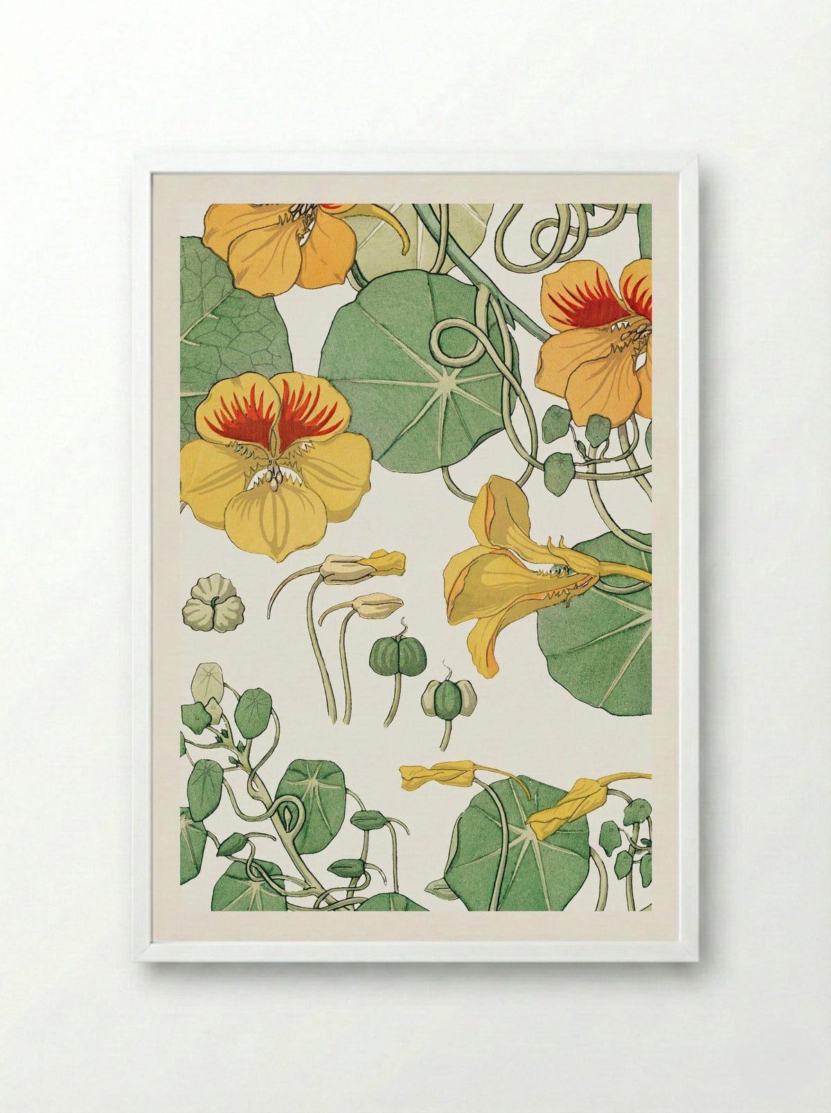 Capucine (Nasturtium) - Maurice Pillard Verneuil - Framed Print White