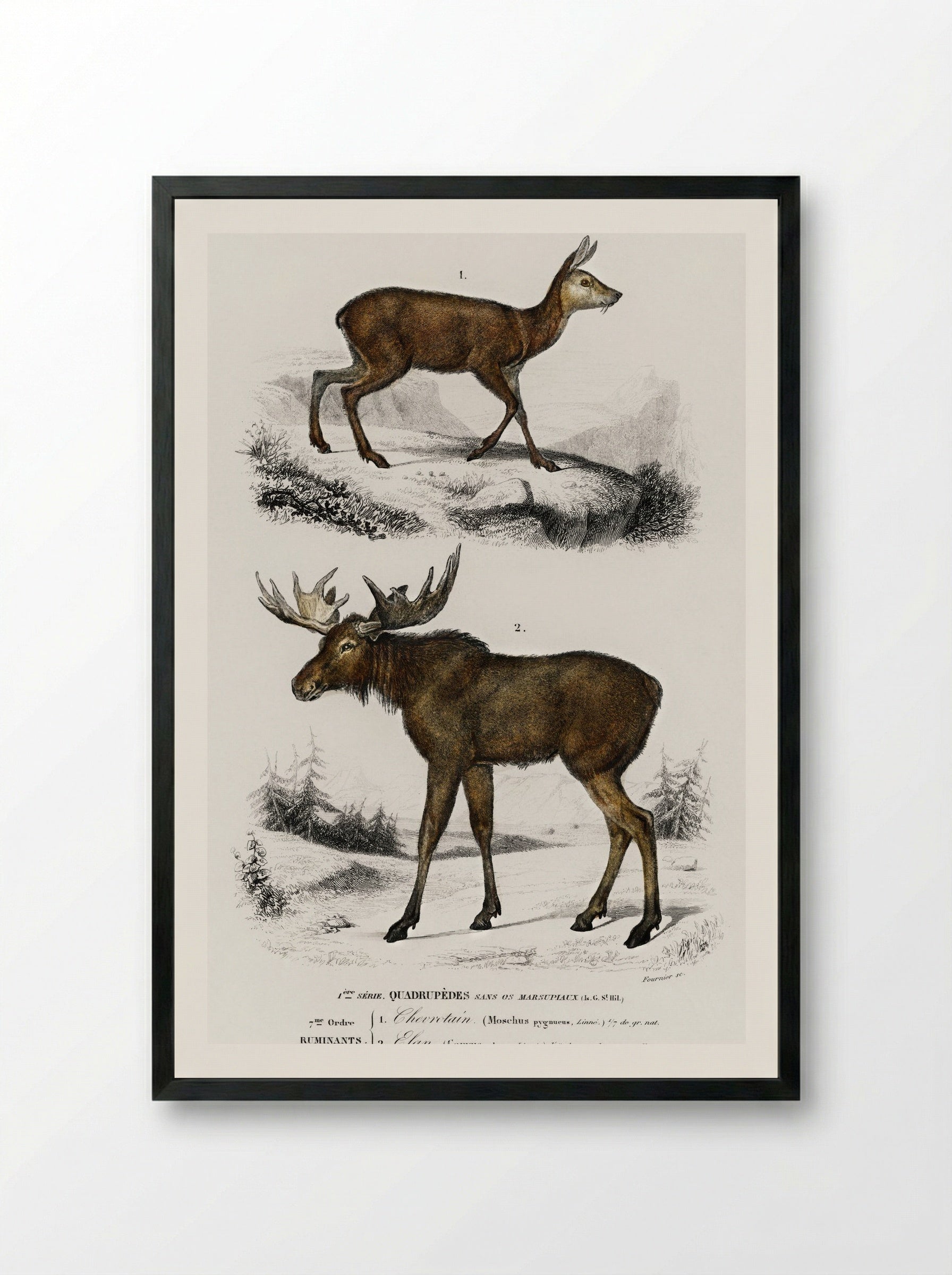 Alces alces and Moschus - Charles Dessalines D'Orbigny - Framed Print Black