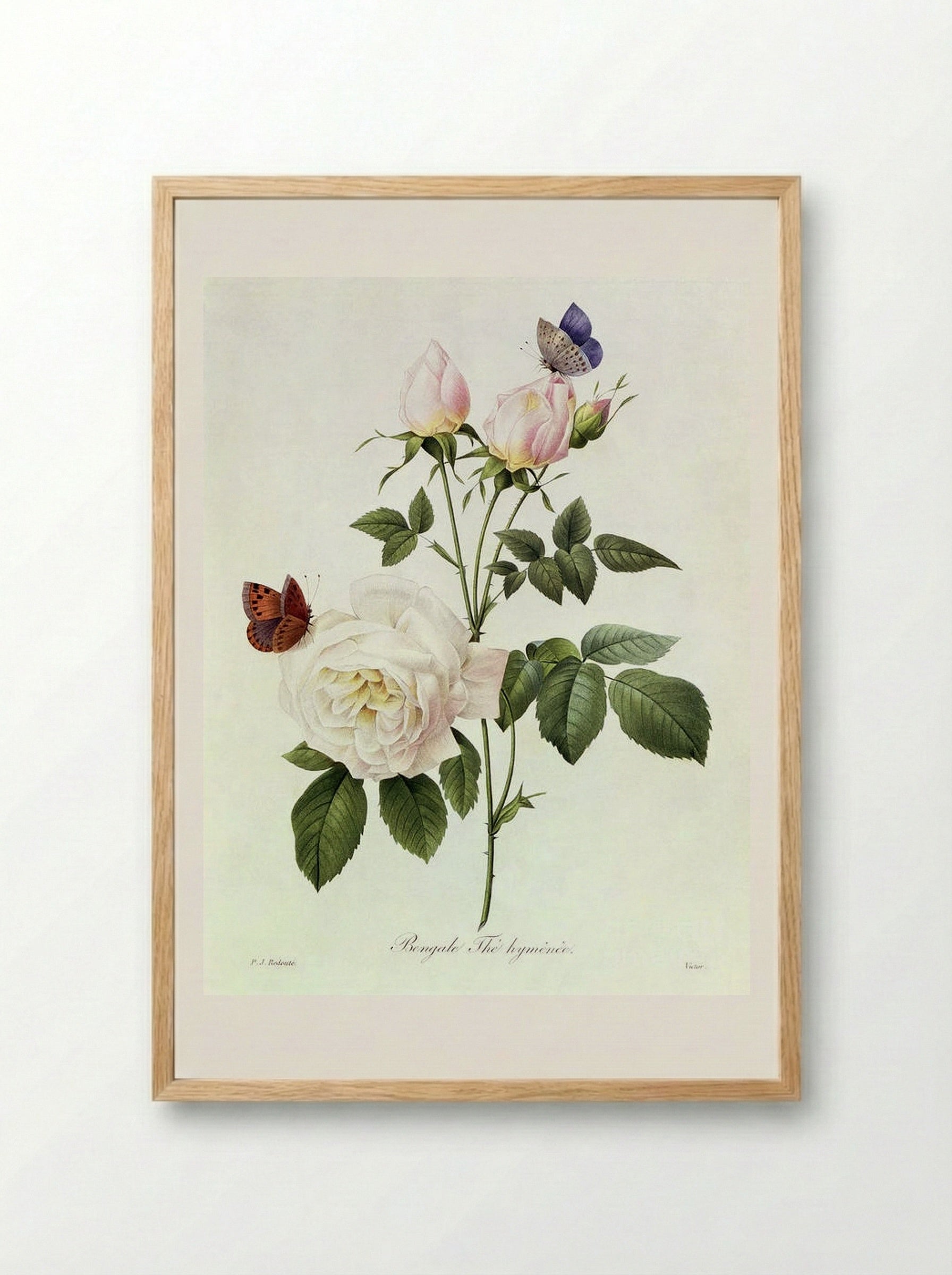 Rosa Bengale The Hymenes - Pierre-Joseph Redouté - Framed Print Wood