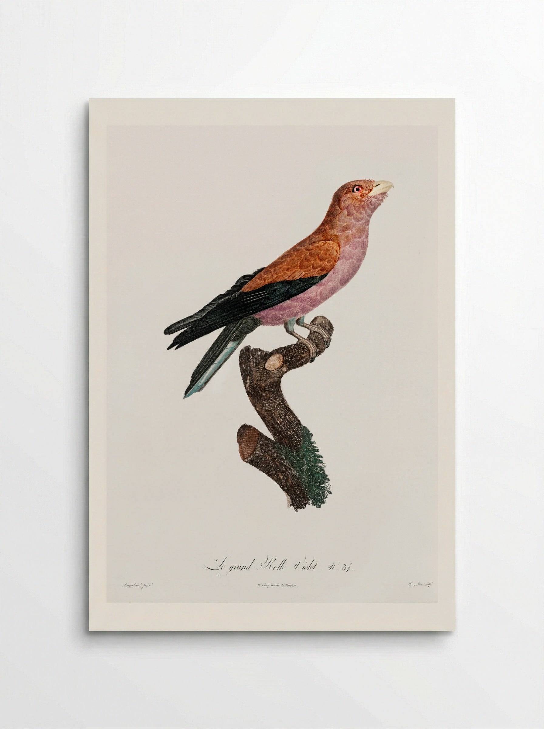 Great Violet Roller - Jacques Barraband - Poster
