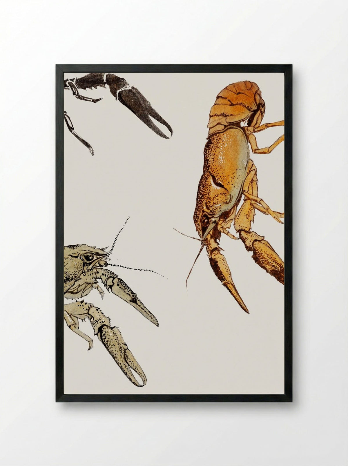 Sketches of Crayfish - Julie de Graag - Framed Print Black