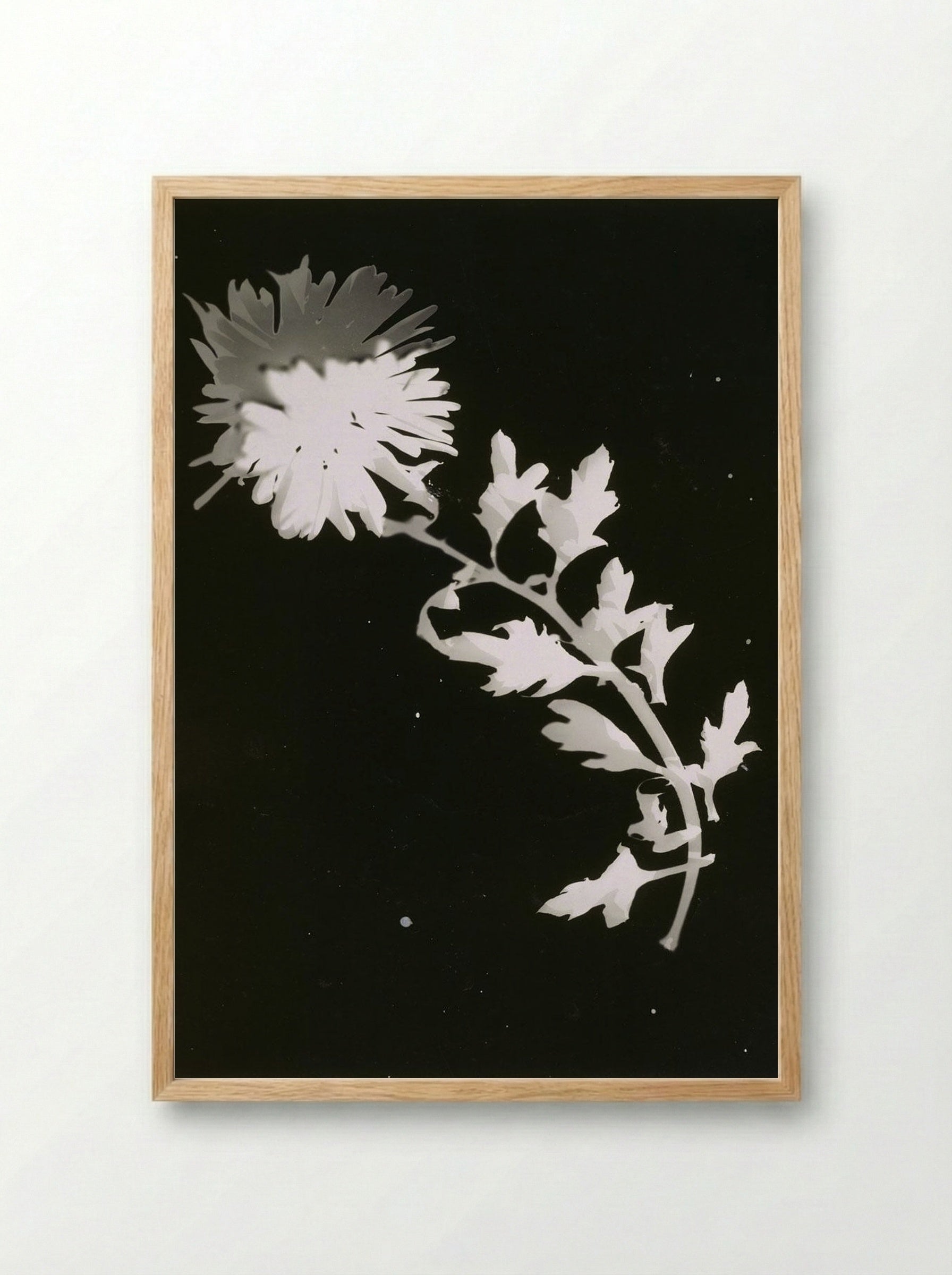 Untitled (Chrysanthemum Photogram) - Fine Art Print - Framed Print Wood