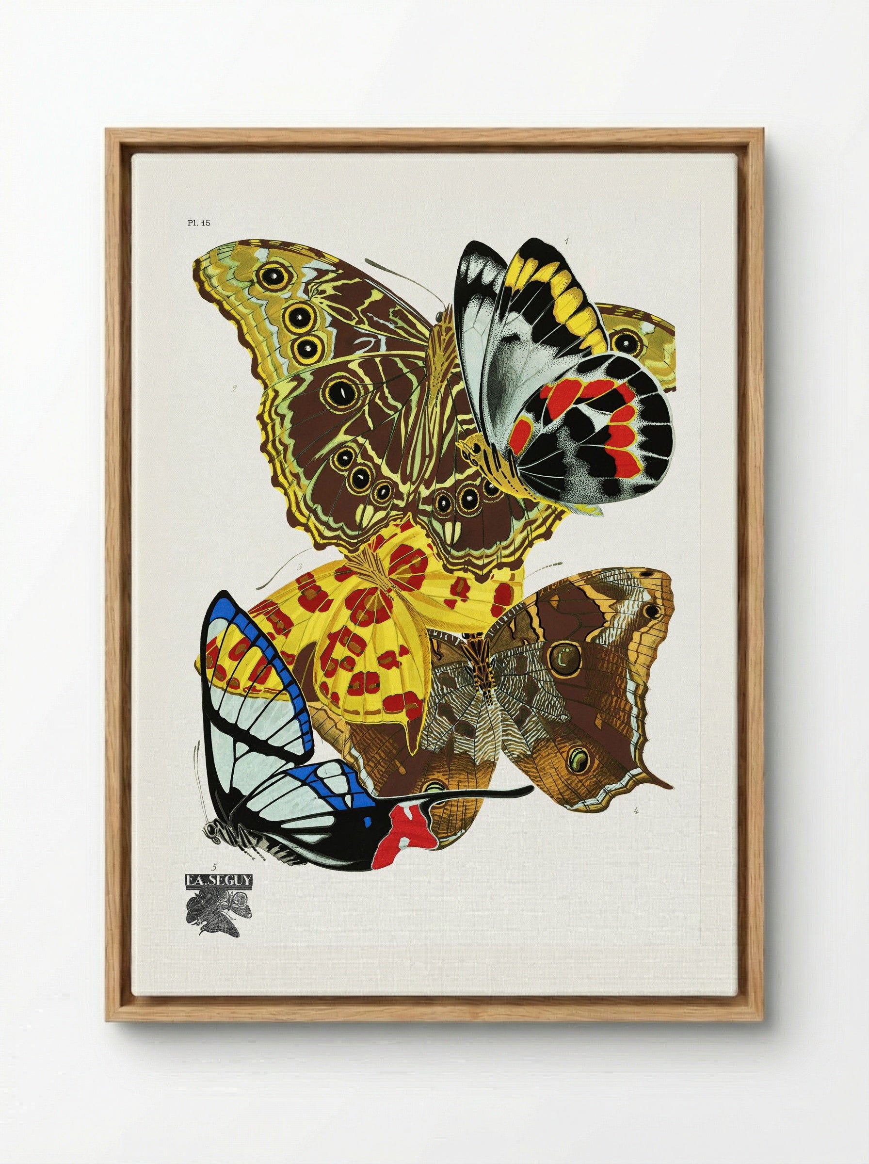 Butterflies (Plate 15) - Émile-Allain Séguy - Framed Canvas Wood