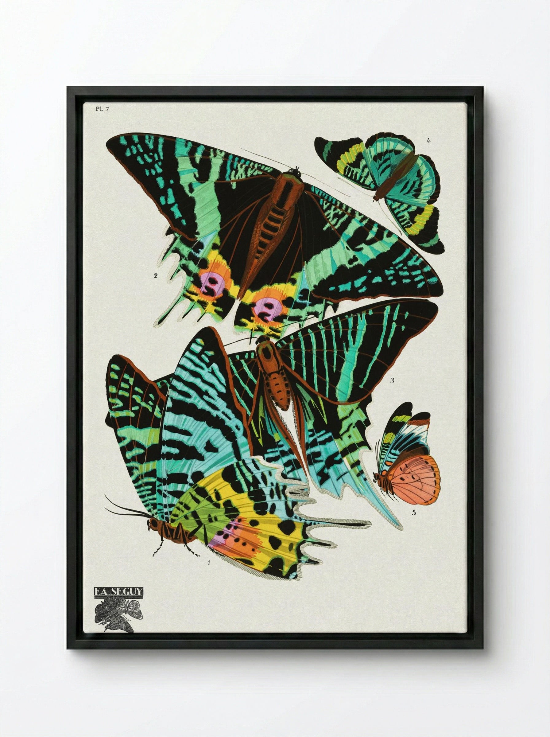 Butterflies (Plate 7) - Émile-Allain Séguy - Framed Canvas Black