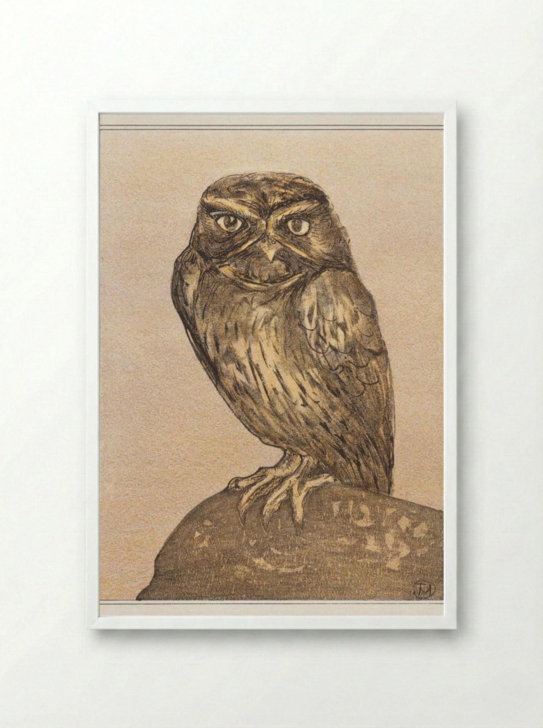 Little Owl on a Rock - Theo van Hoytema - Framed Print White