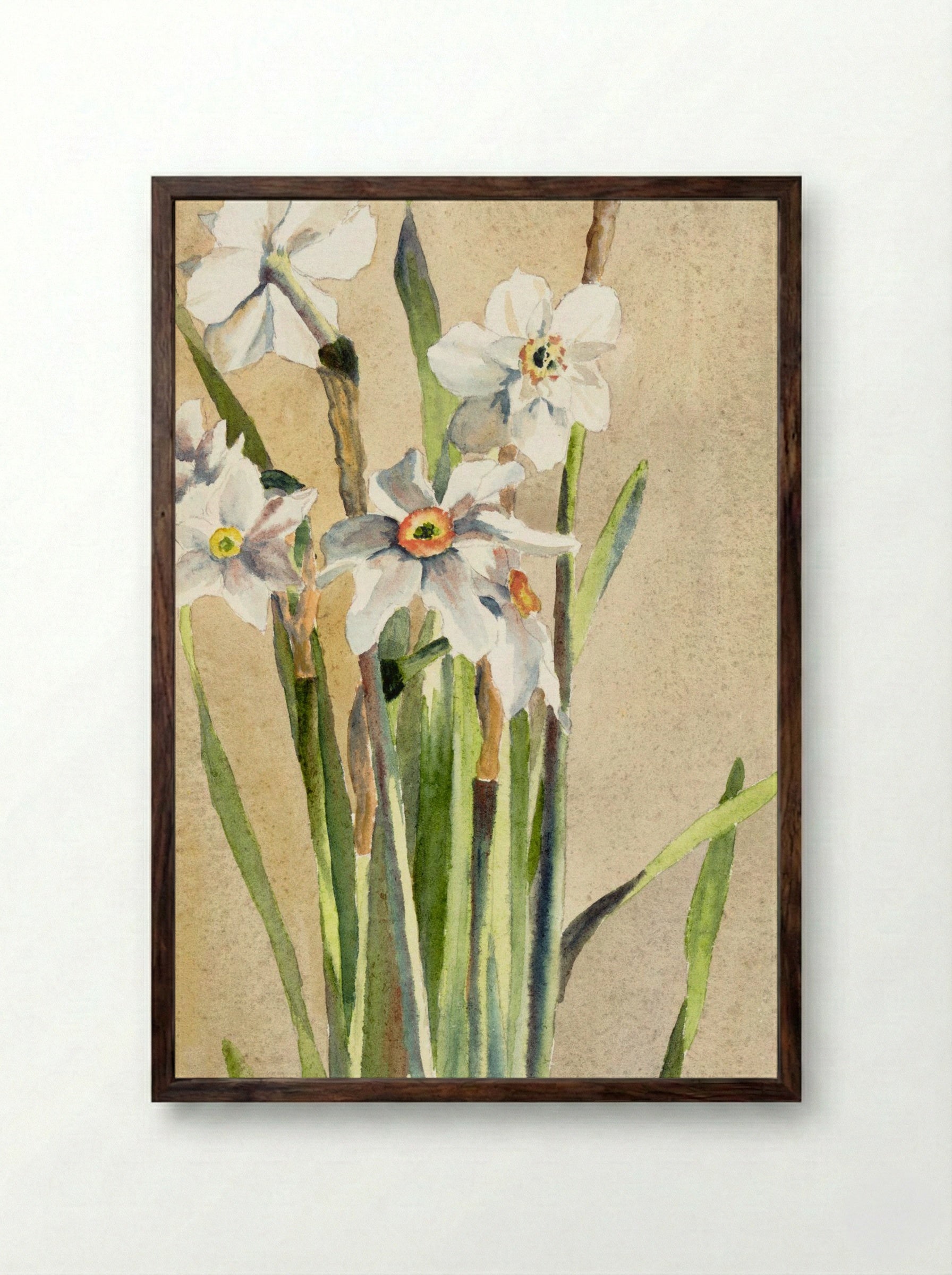 White Narcissus with Gray Accents (1915) - Hannah Borger Overbeck - Framed Print Dark Wood