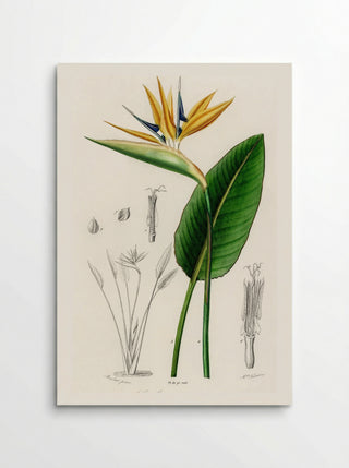 Bird of Paradise (Strelitzia Reginae) - Charles Dessalines D'Orbigny