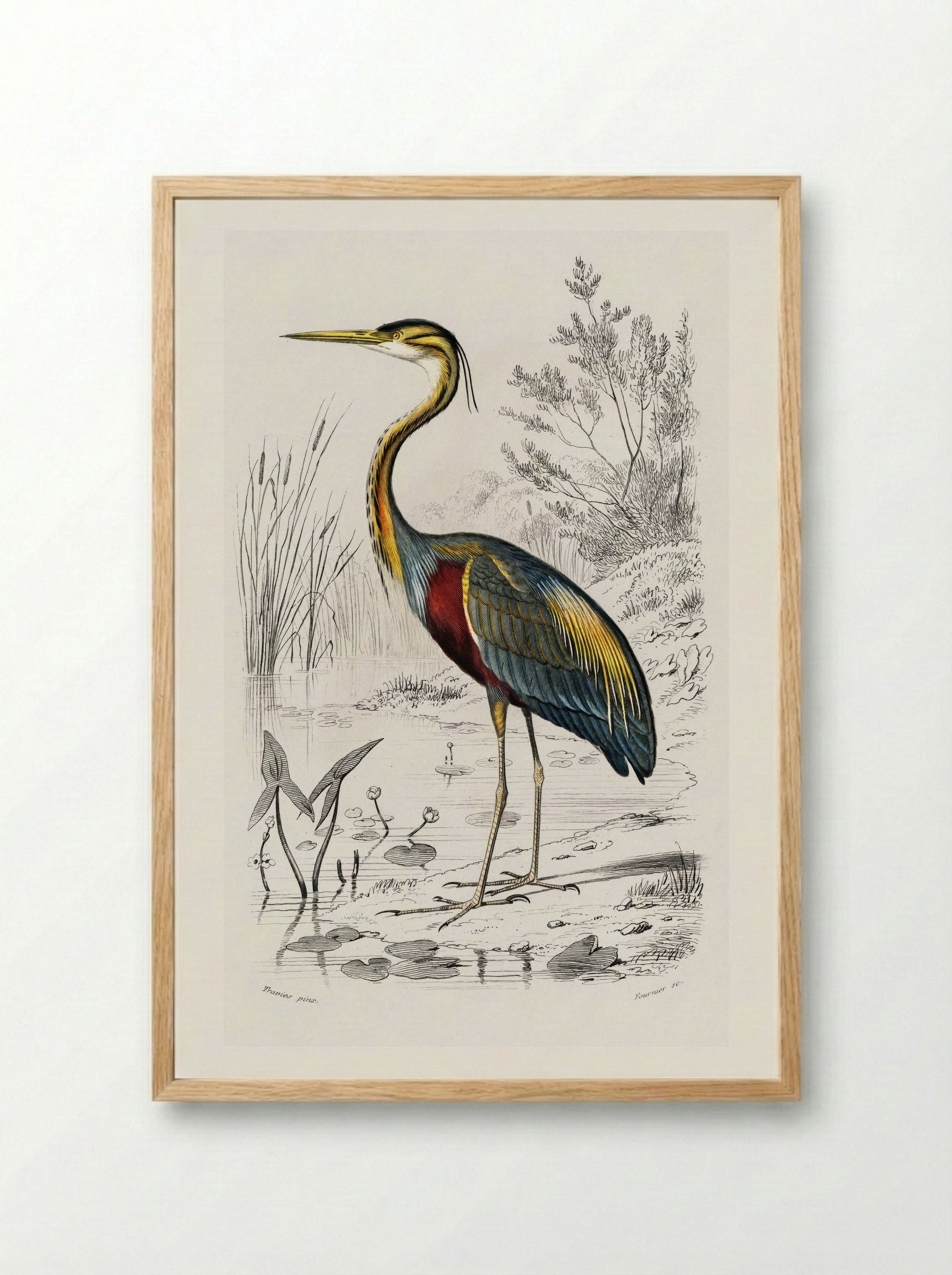 Purple Heron - Charles Dessalines D'Orbigny - Framed Print Wood