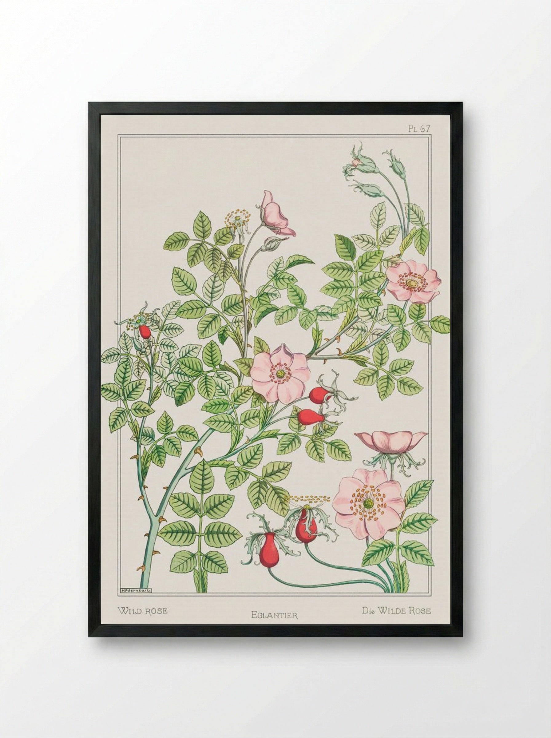 Eglantier (Wild Rose) from La Plante et ses Applications ornementales - Maurice Pillard Verneuil - Framed Print Black