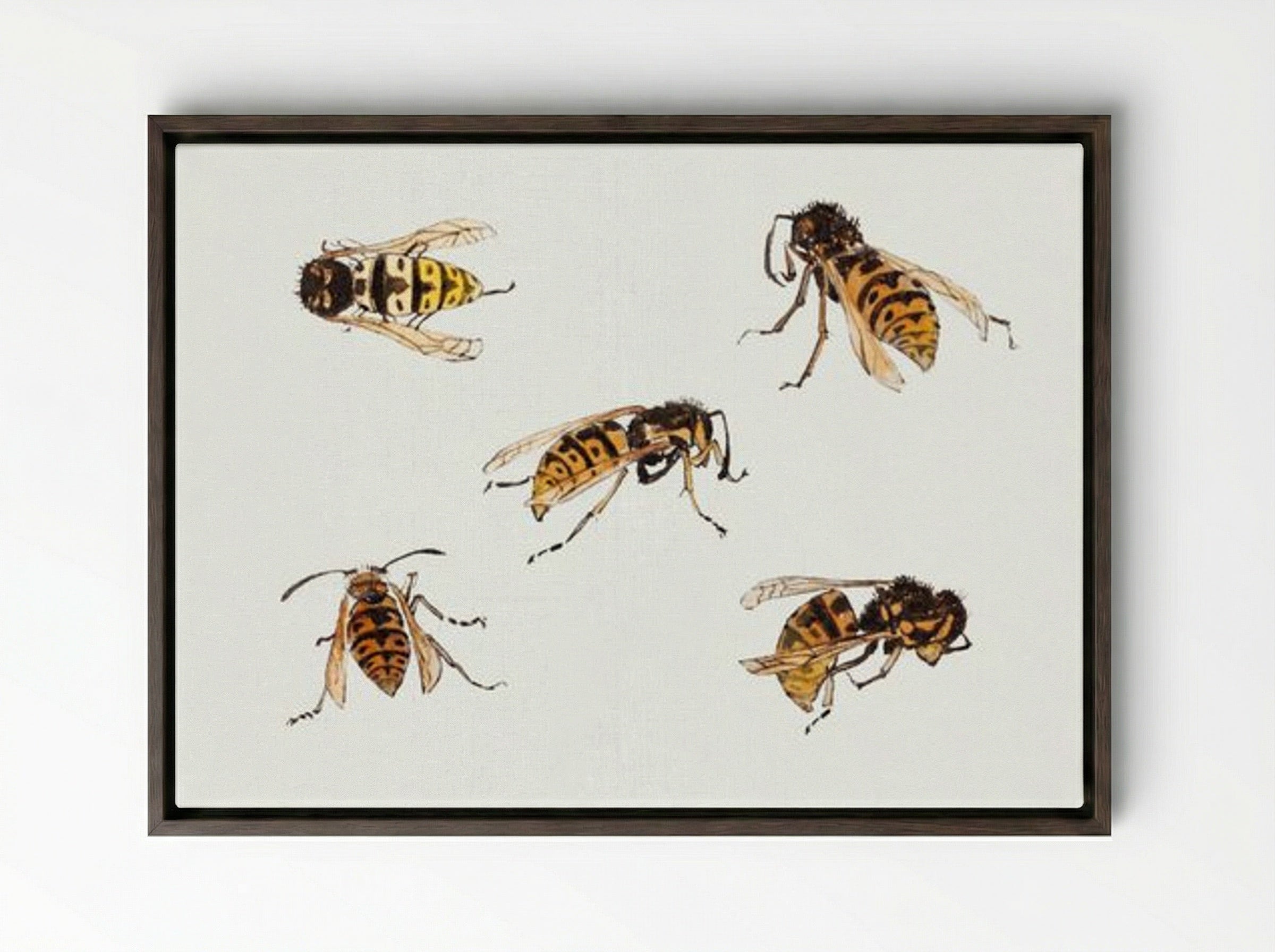 Studies of Wasps - Julie de Graag - Framed Canvas Dark Wood