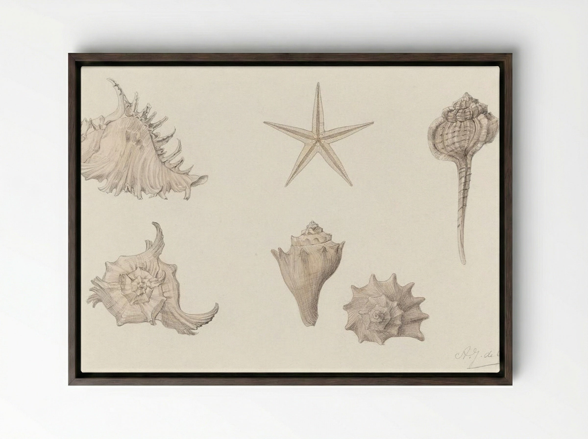Shells - Julie de Graag - Framed Canvas Dark Wood