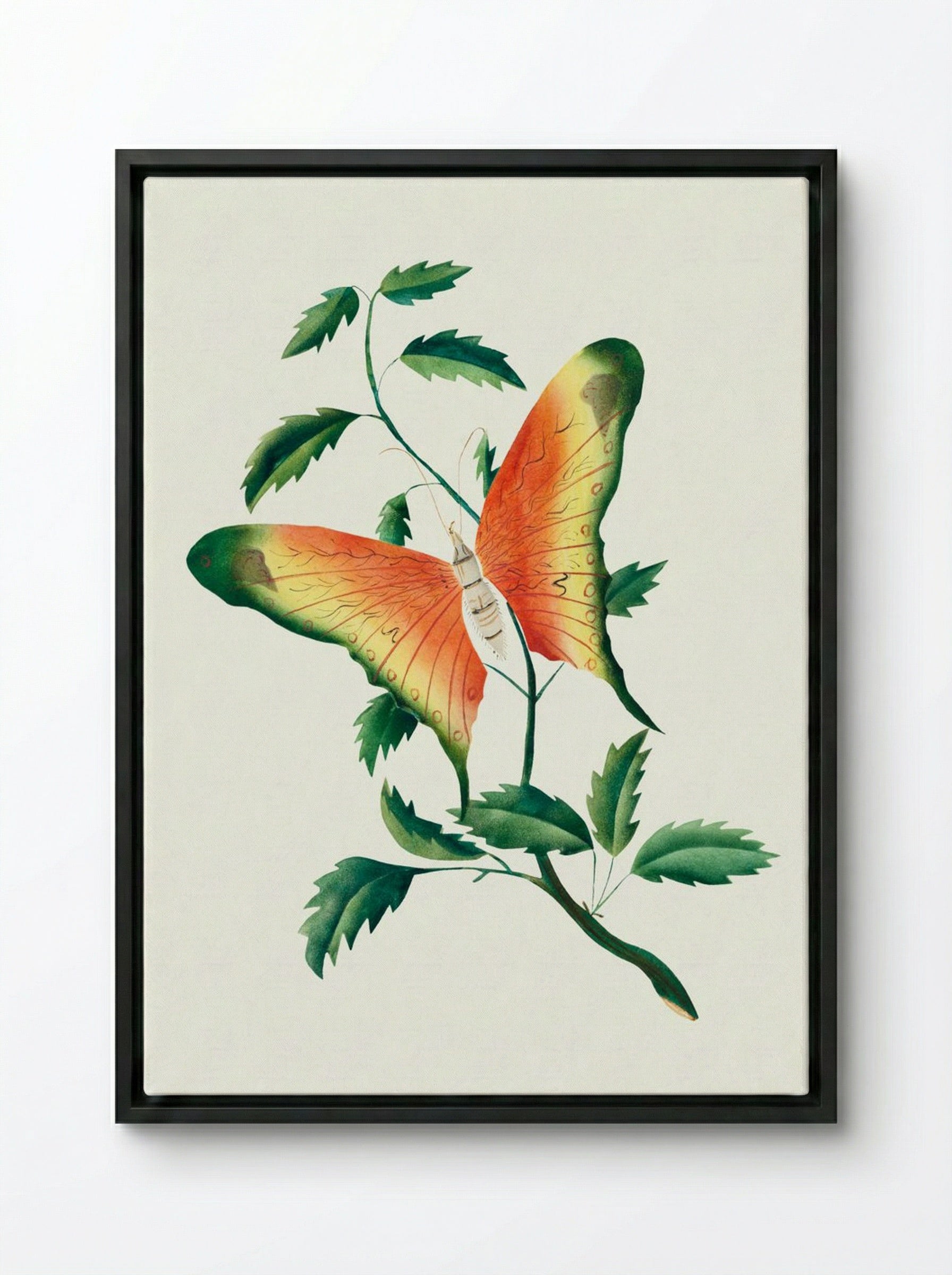 Rose Bush and Butterfly - Mary Altha Nims - Framed Canvas Black