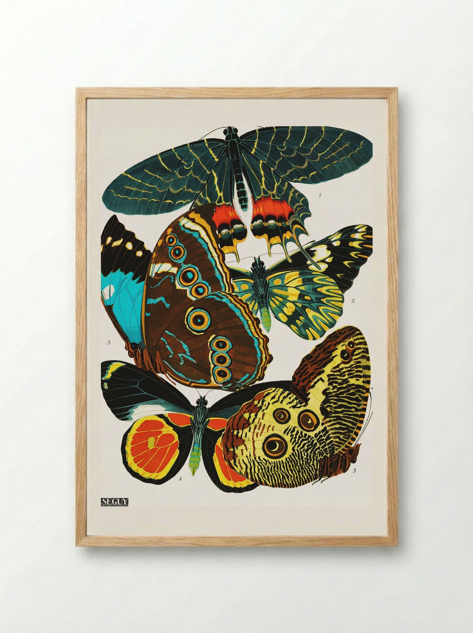 Butterflies (Plate 2) - Eugène Alain Séguy - Framed Print Wood