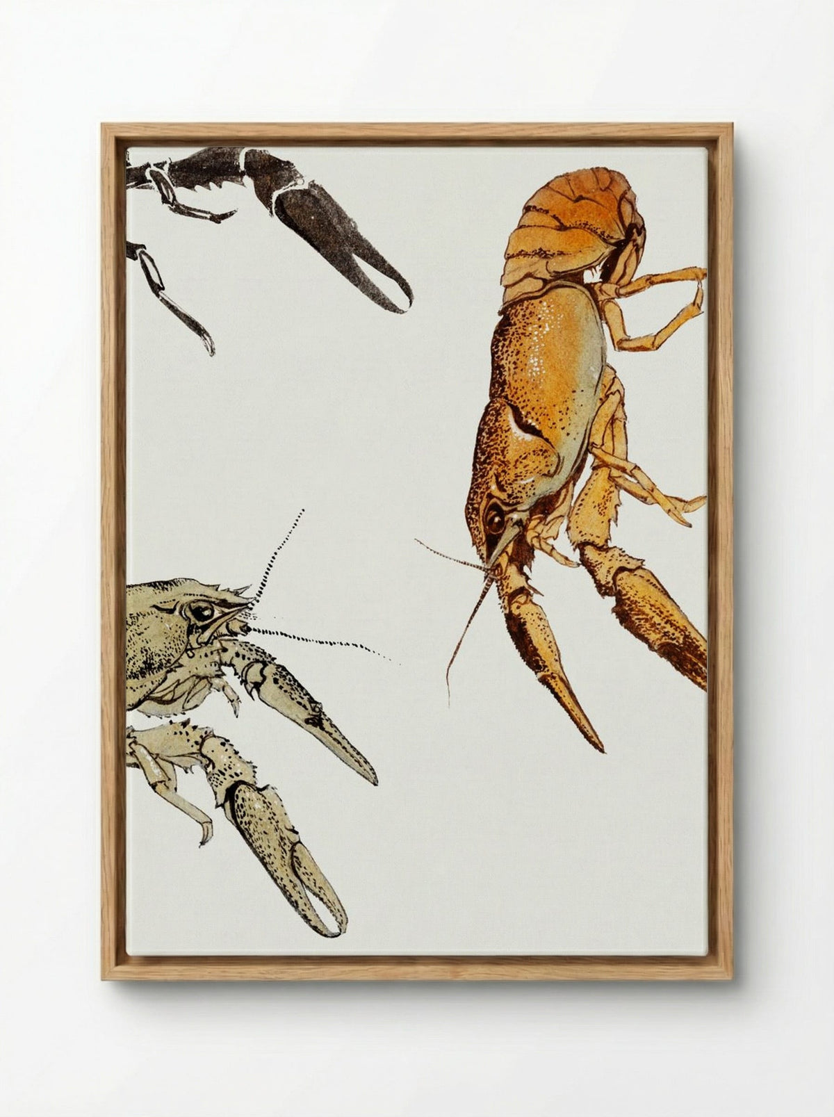 Sketches of Crayfish - Julie de Graag - Framed Canvas Wood