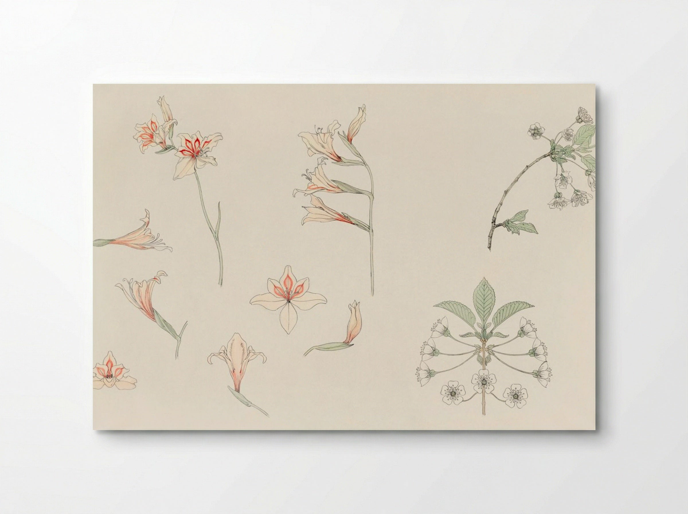 Study Sheet with Gladiolus and Apple Blossom - Julie de Graag - Poster