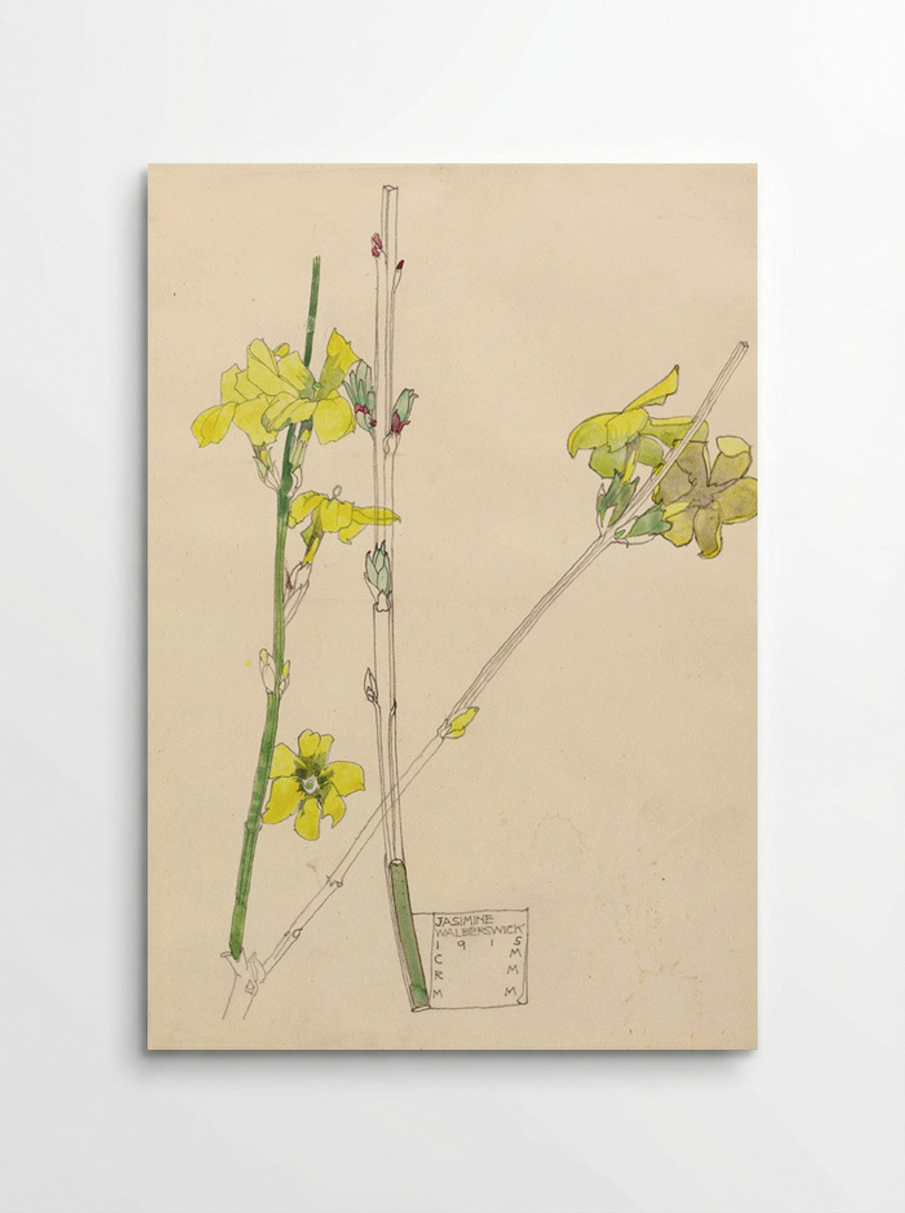 Jasmine (Botanical Study) - Fine Art Print - Poster
