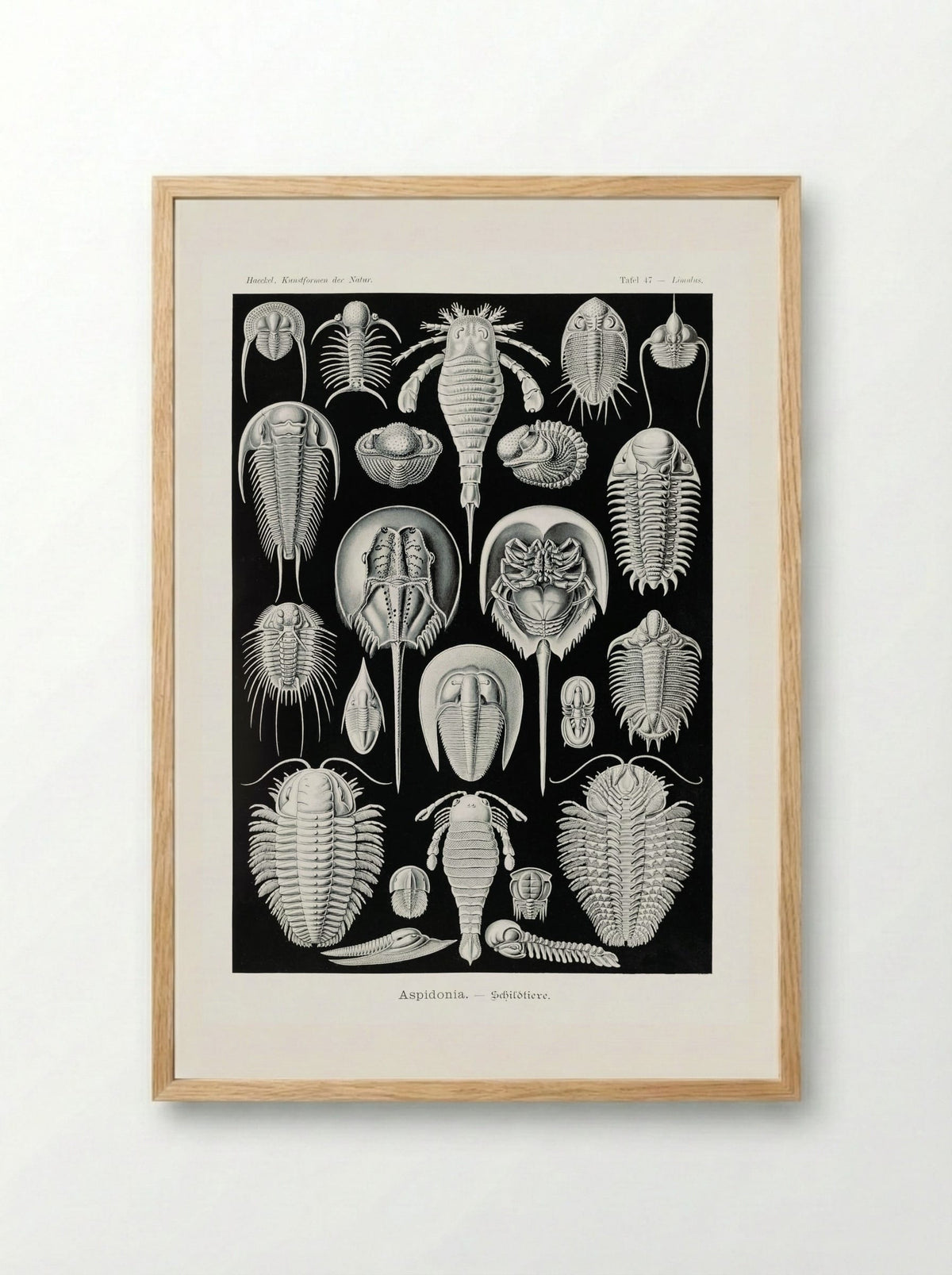 Aspidonia-Schildtiere (1904) - Ernst Haeckel - Framed Print Wood